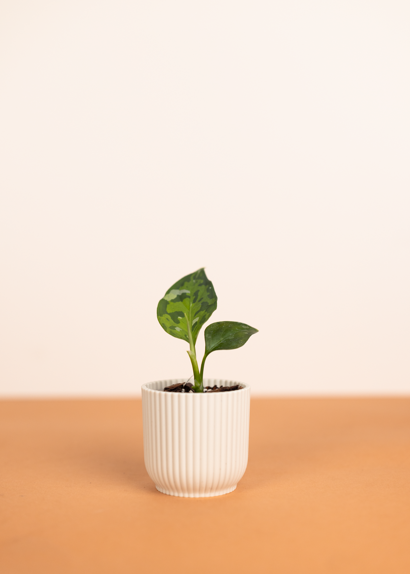 Aglaonema Pictum Tricolor XS