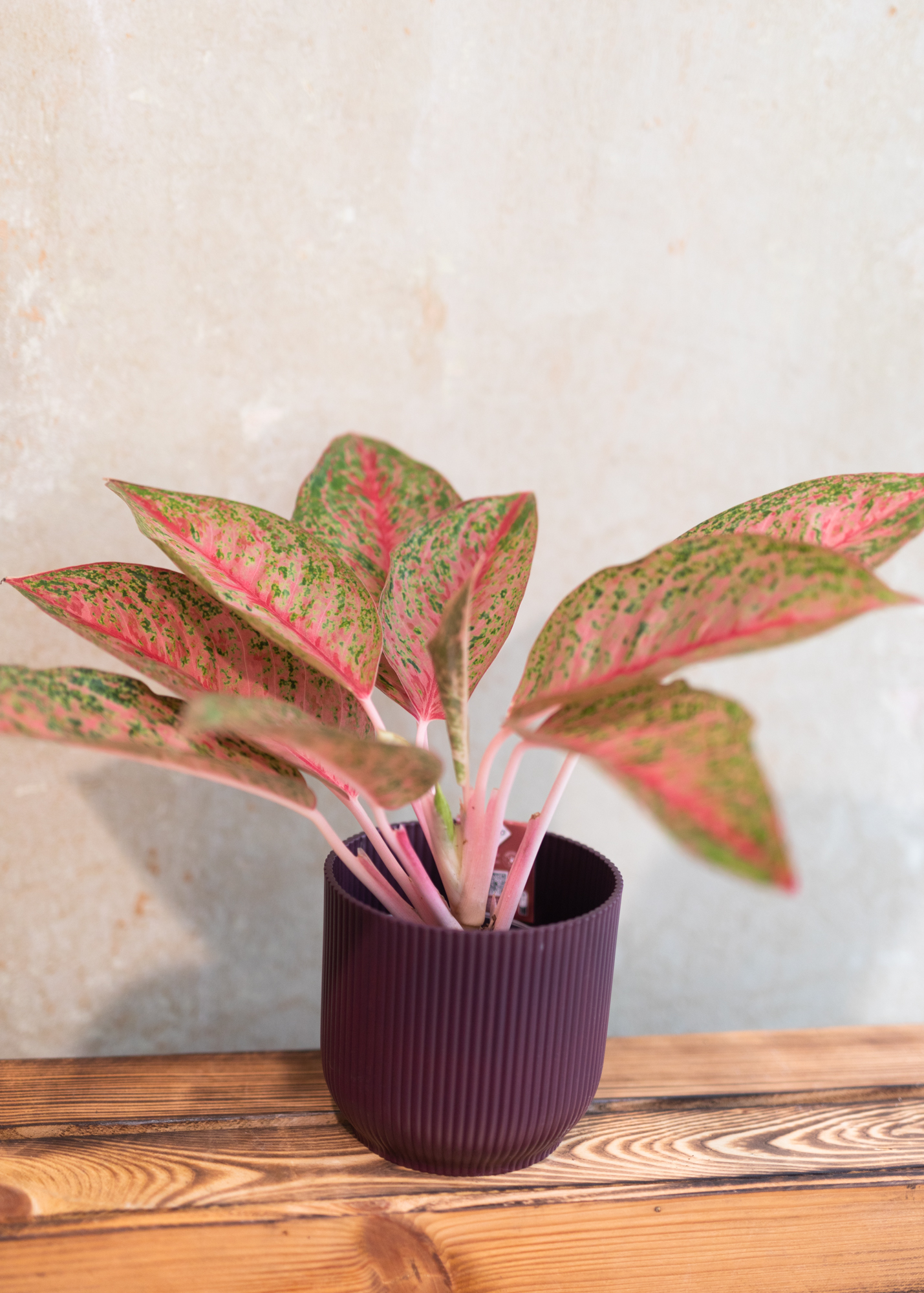 Aglaonema sexylia