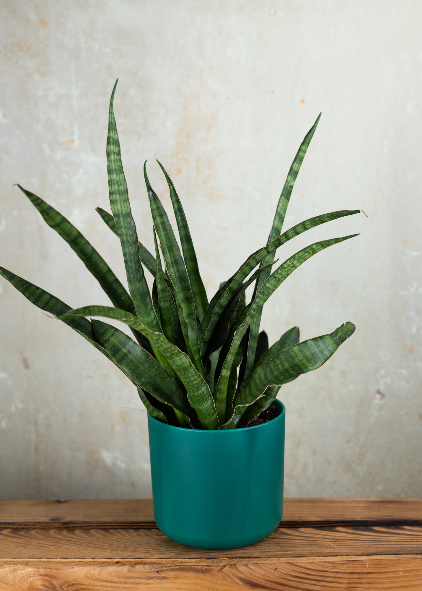 Sansevieria (Dracaena) aubrytiana