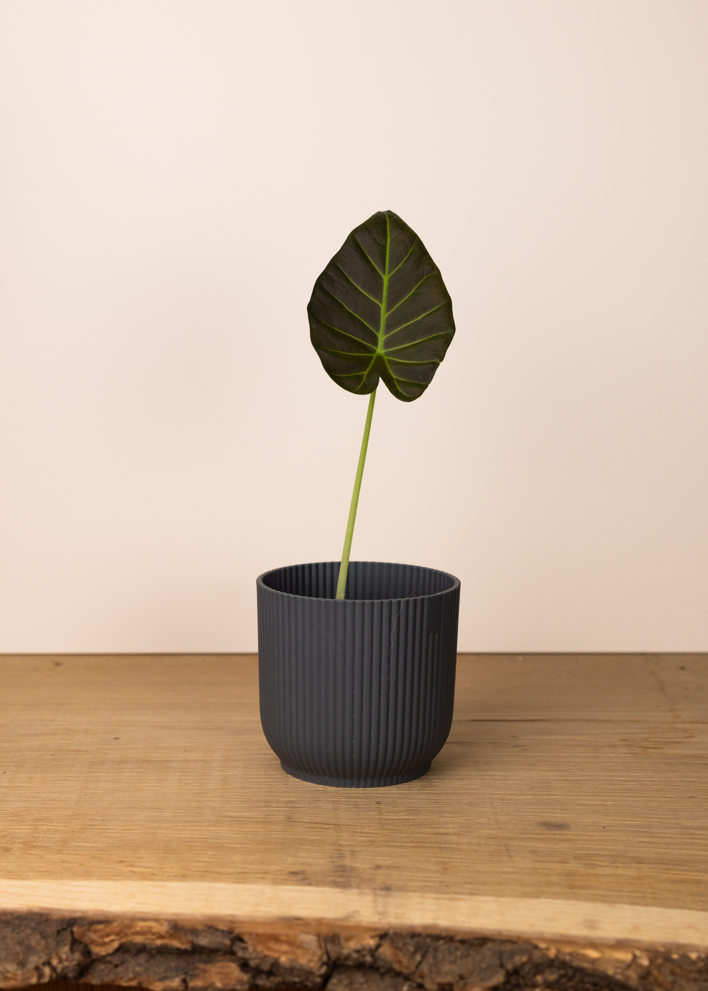 Alocasia regal shield