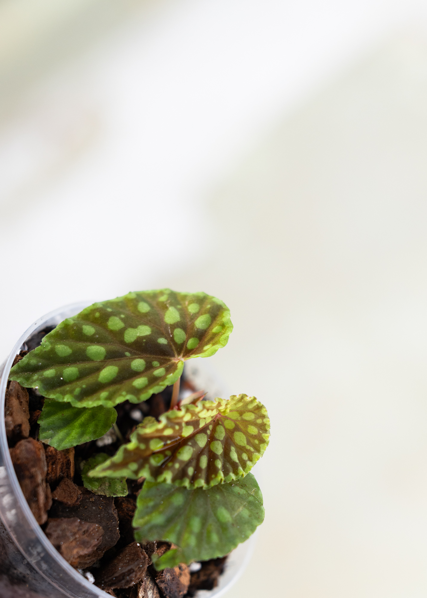 Begonia Chlorosticta