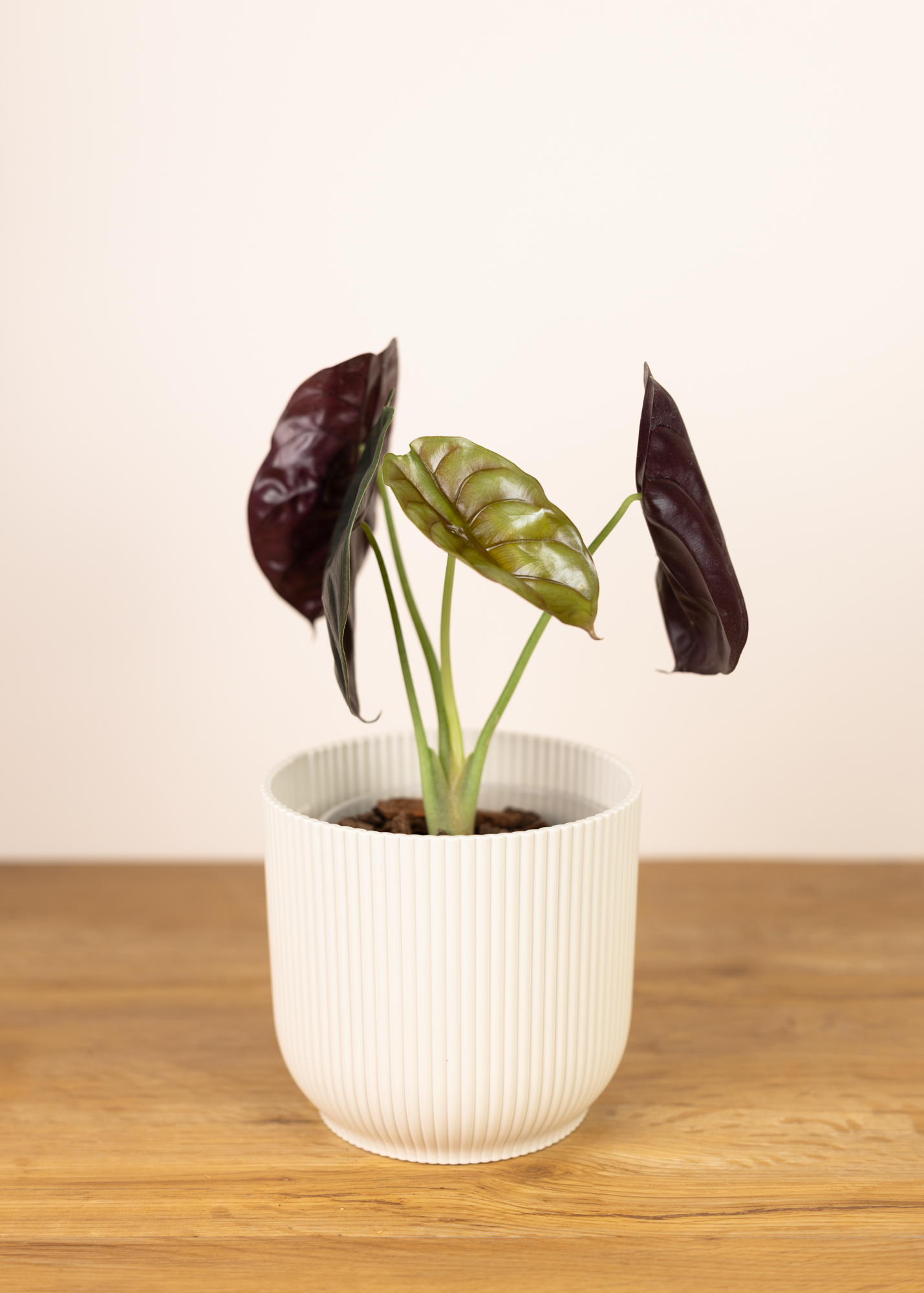 Alocasia cuprea red secret