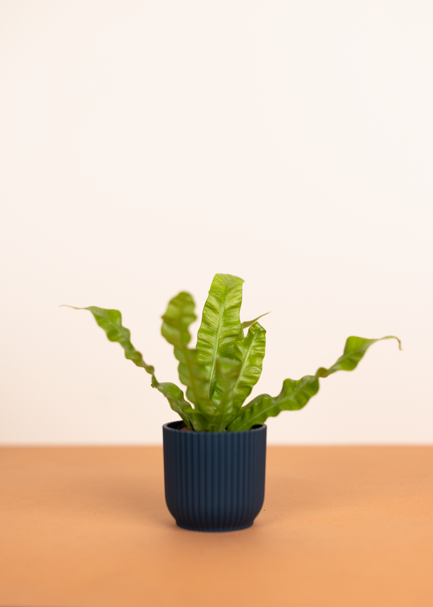 Asplenium nidus 'Crispy Wave' XS