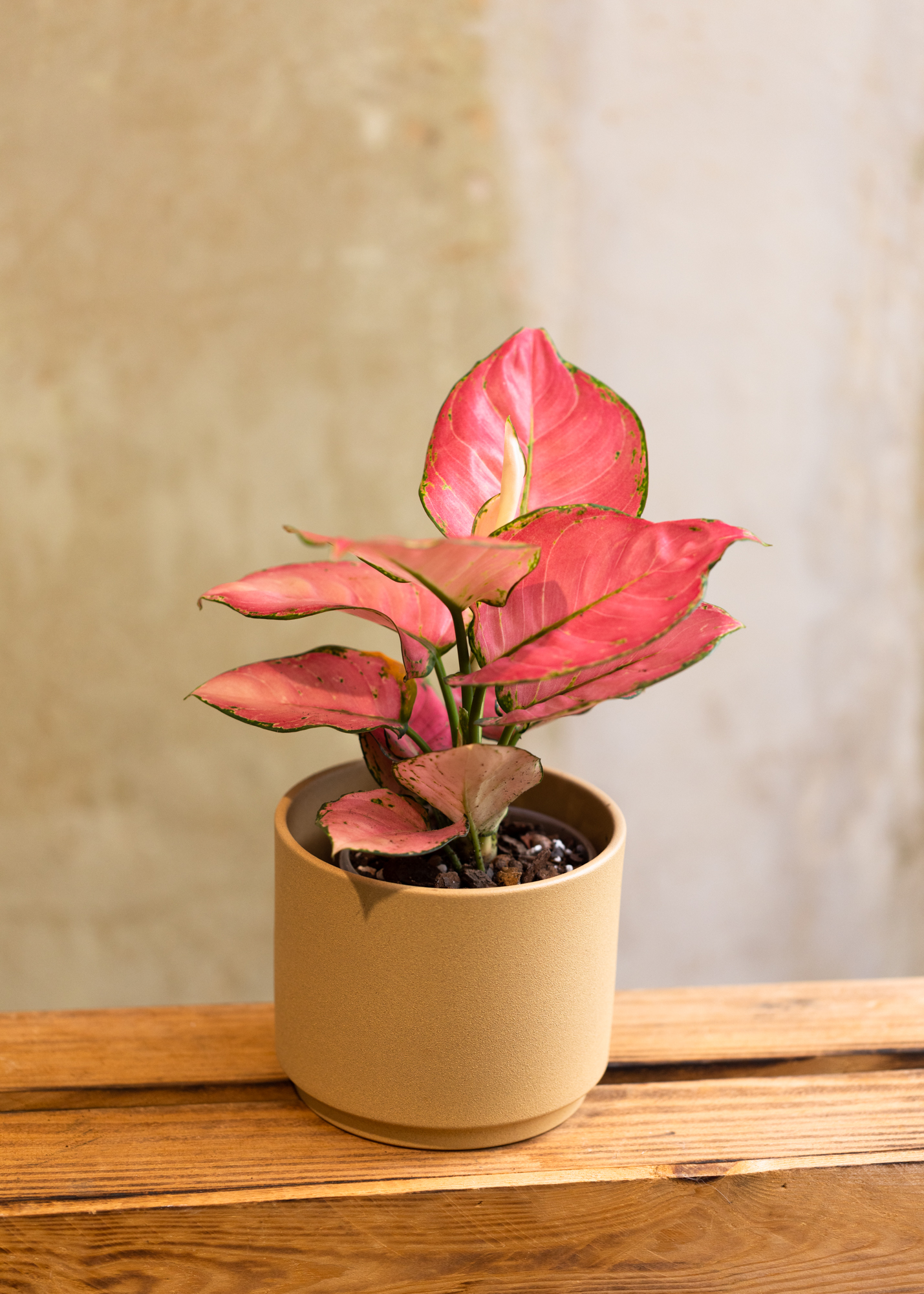 Aglaonema pink anyamanee