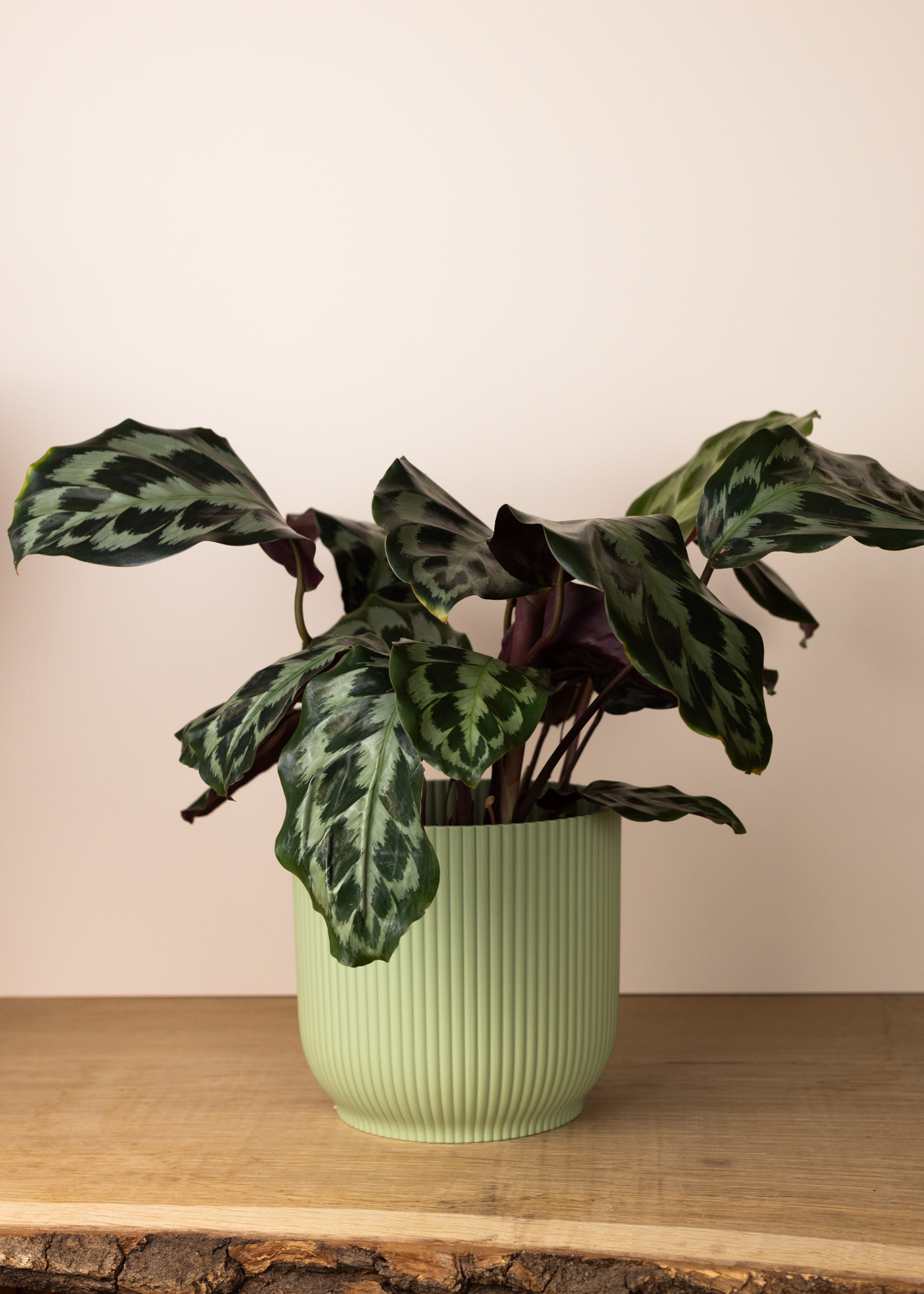 Calathea (Goeppertia) Helen Kennedy