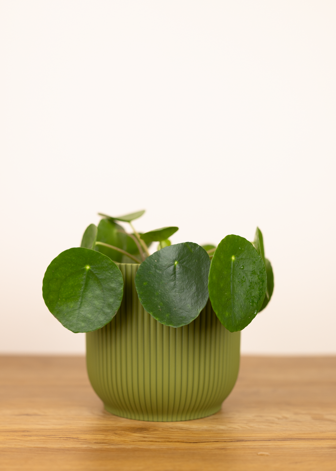 Pilea peperomiodes M