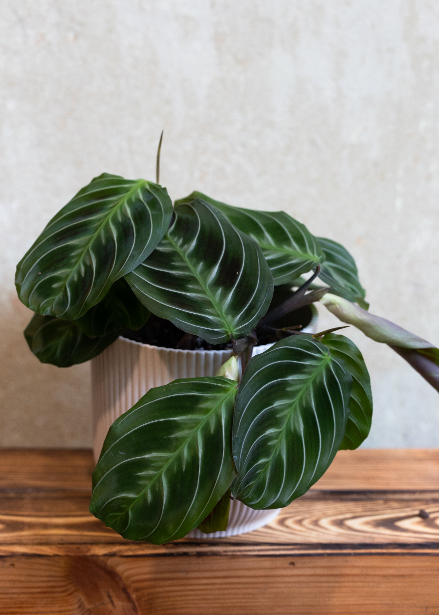 Maranta NoID / Cat Moustache