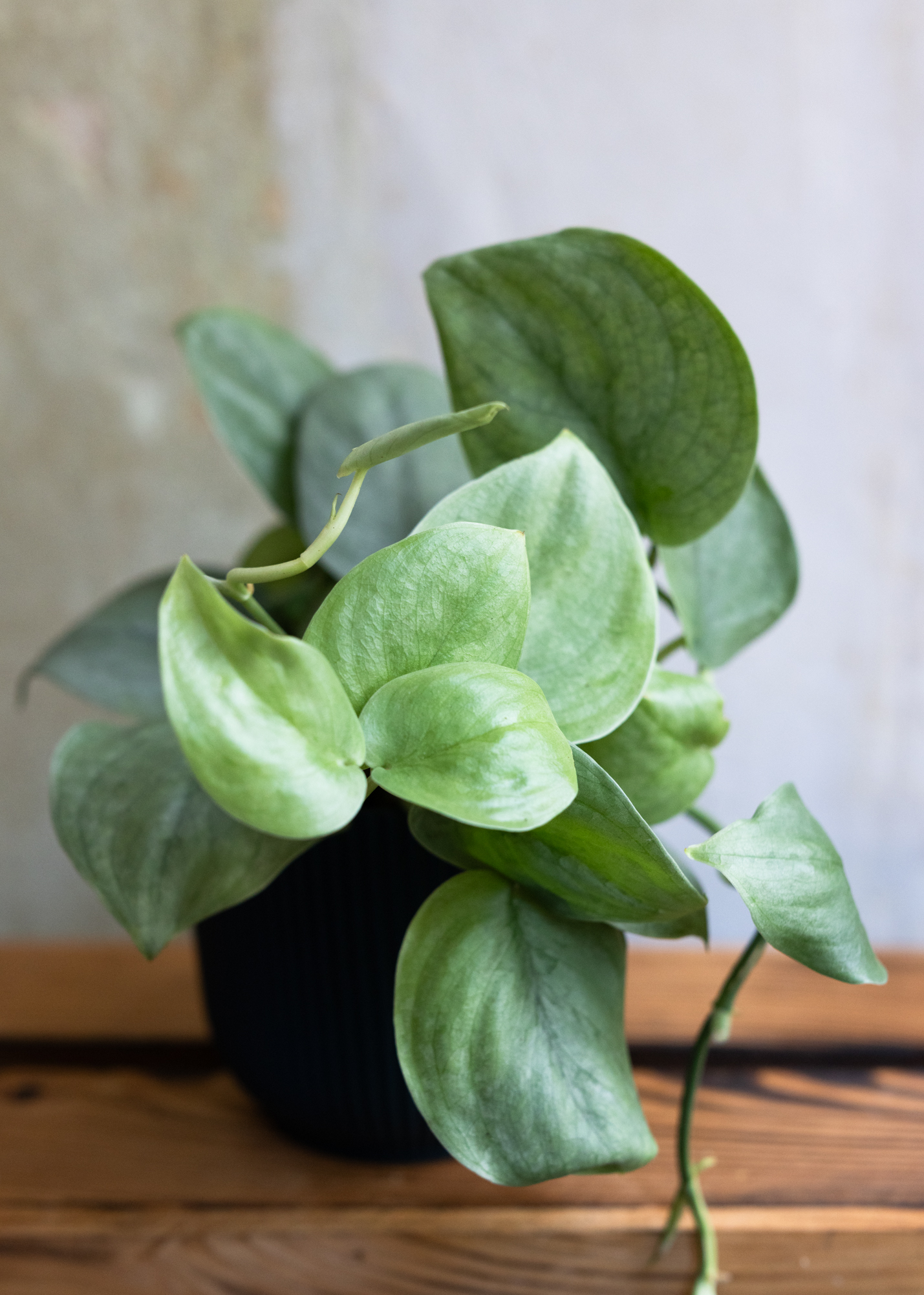 Scindapsus silver hero