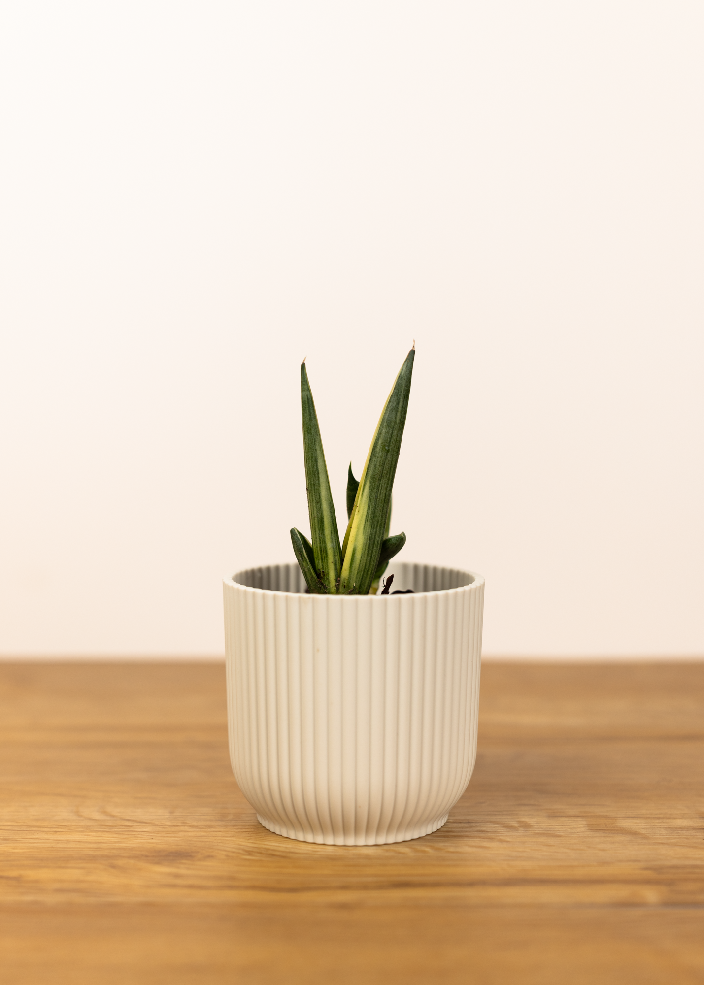 Sansevieria (Draceana) cylindrica boncel variegata