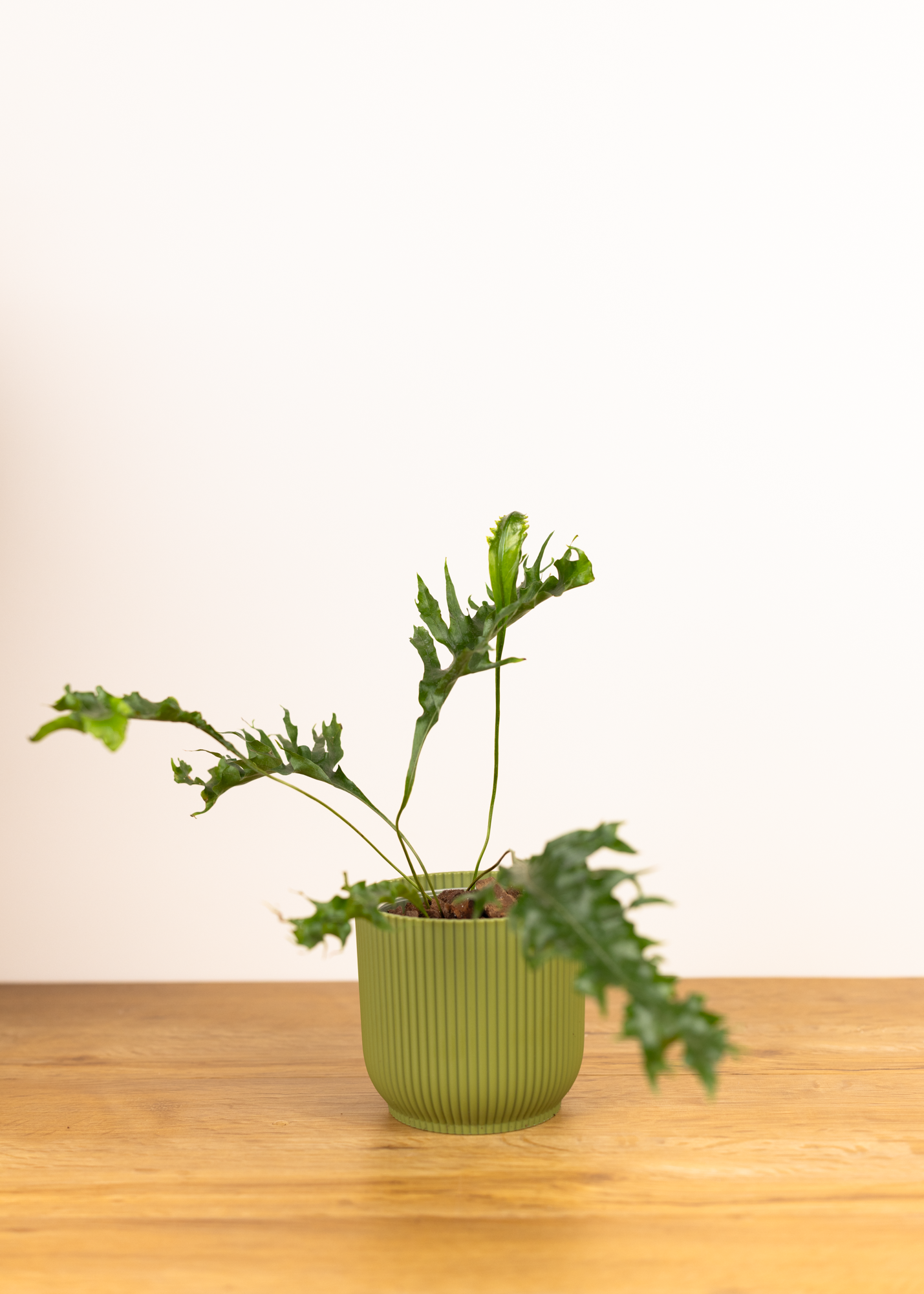 Drynaria quercifolia poonsak