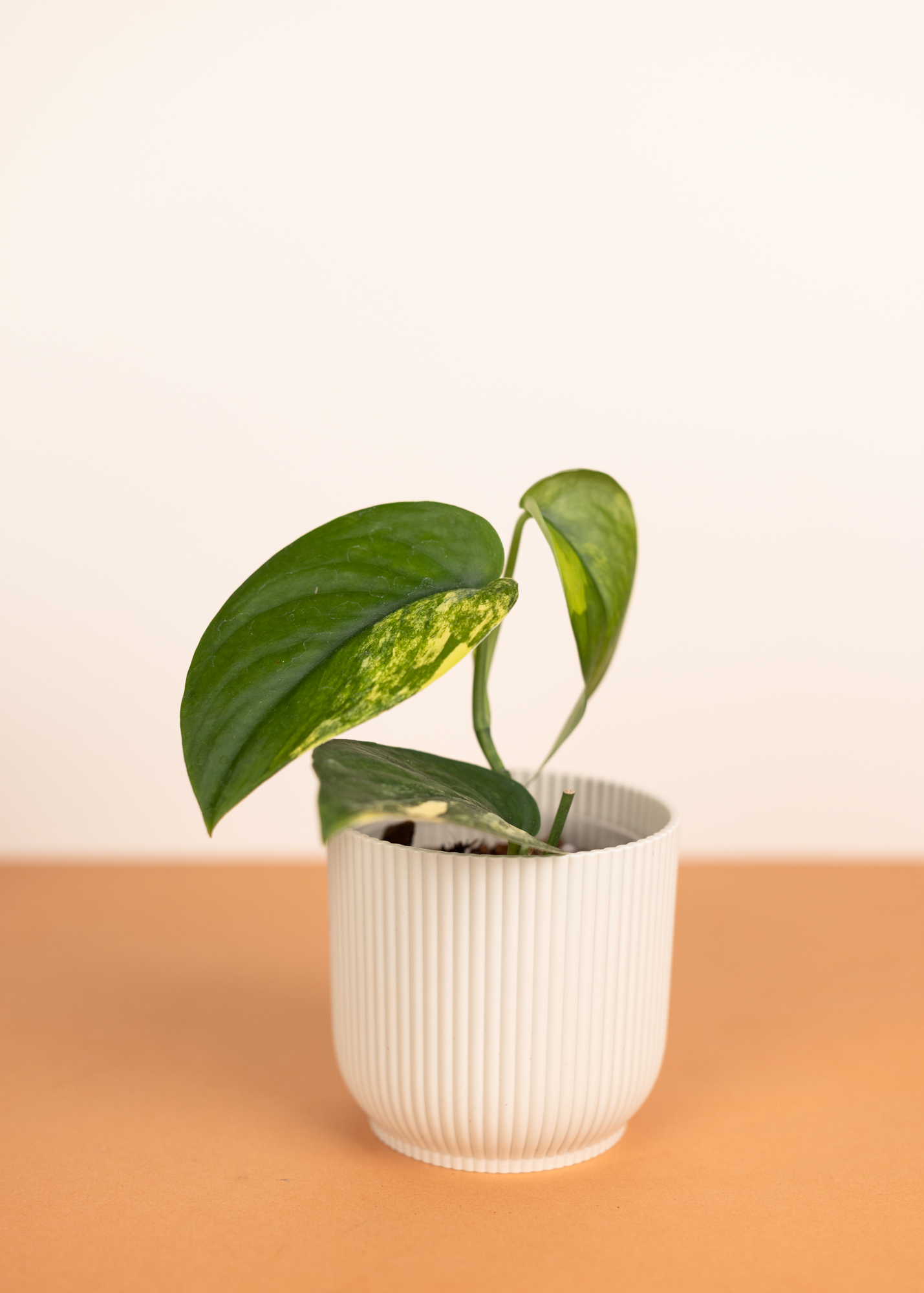 Scindapsus pictus jade satin variegata S