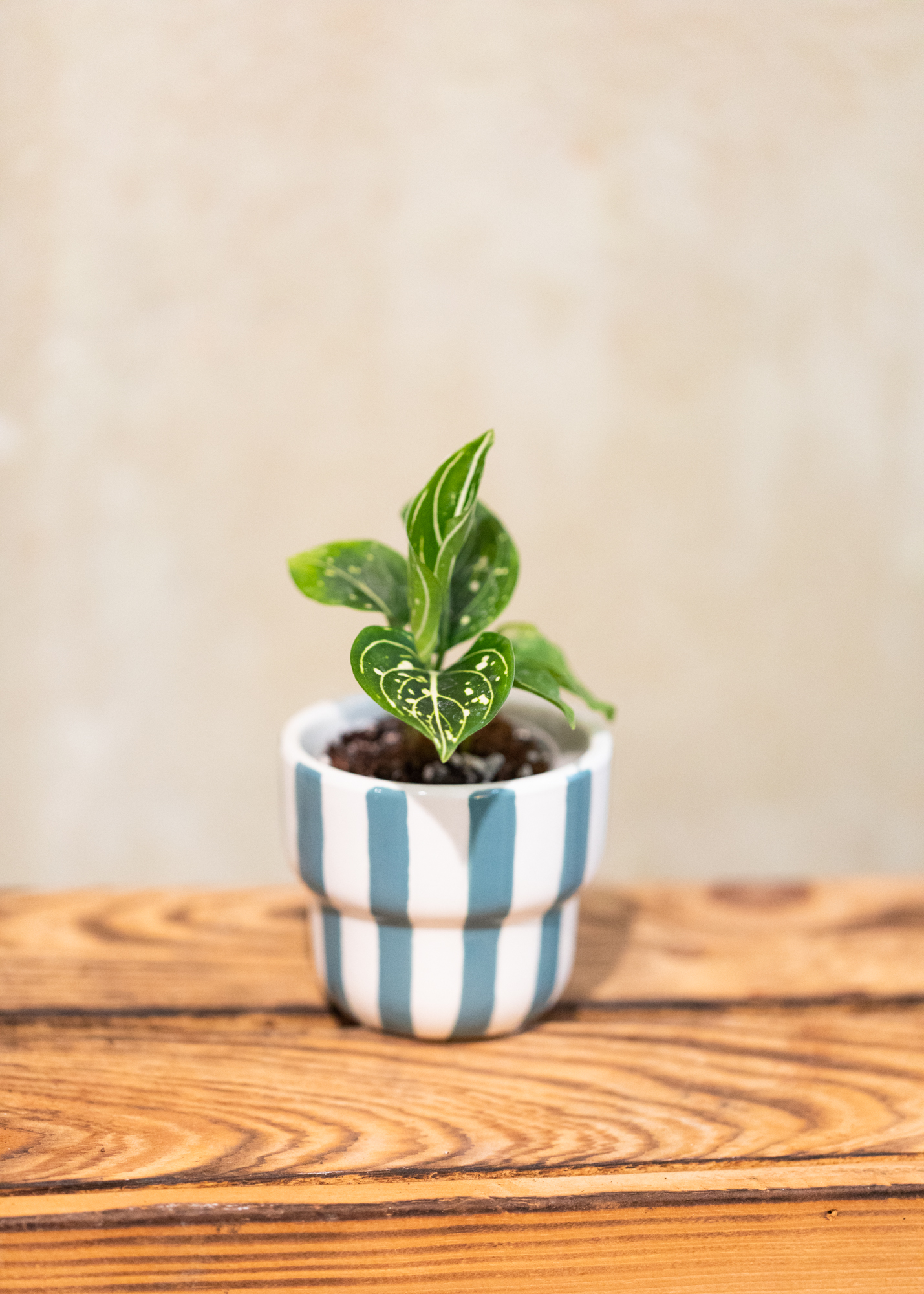Aglaonema siti nurhaliza