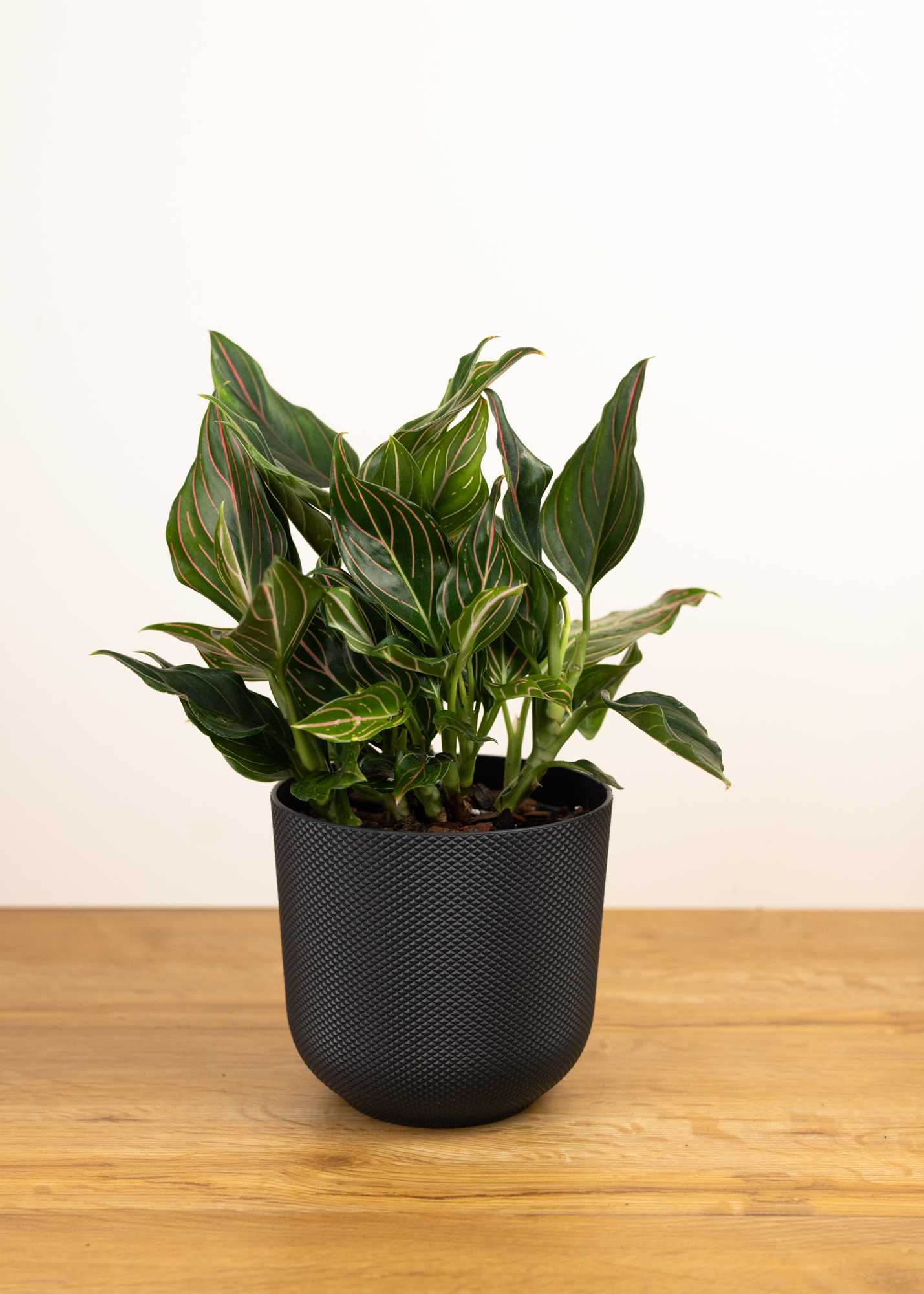 Aglaonema rotundum M