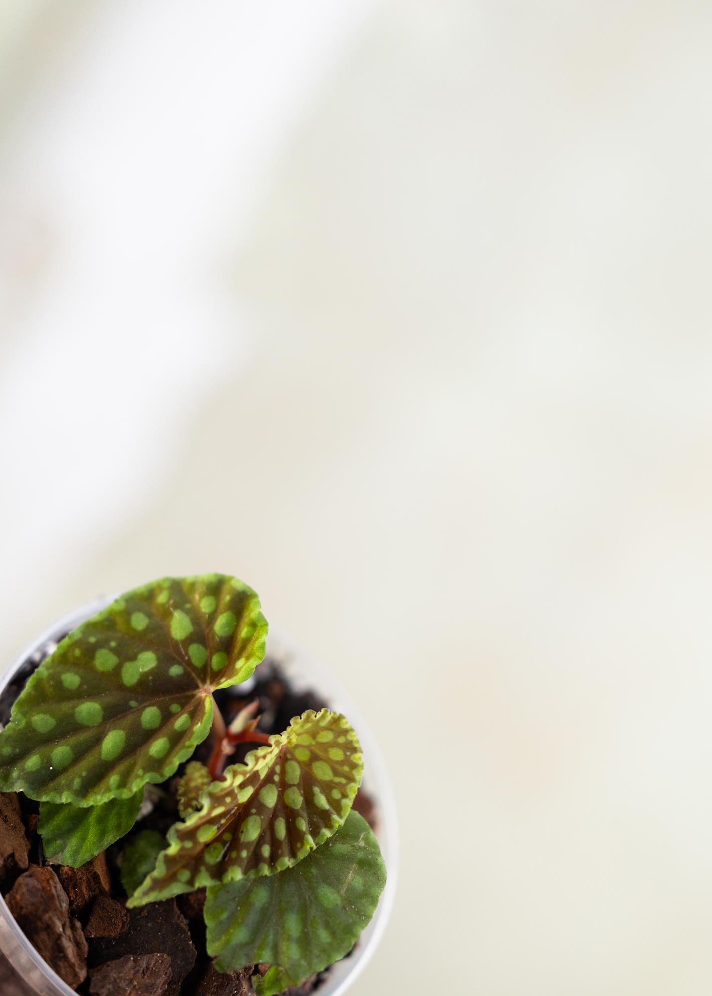 Begonia Chlorosticta