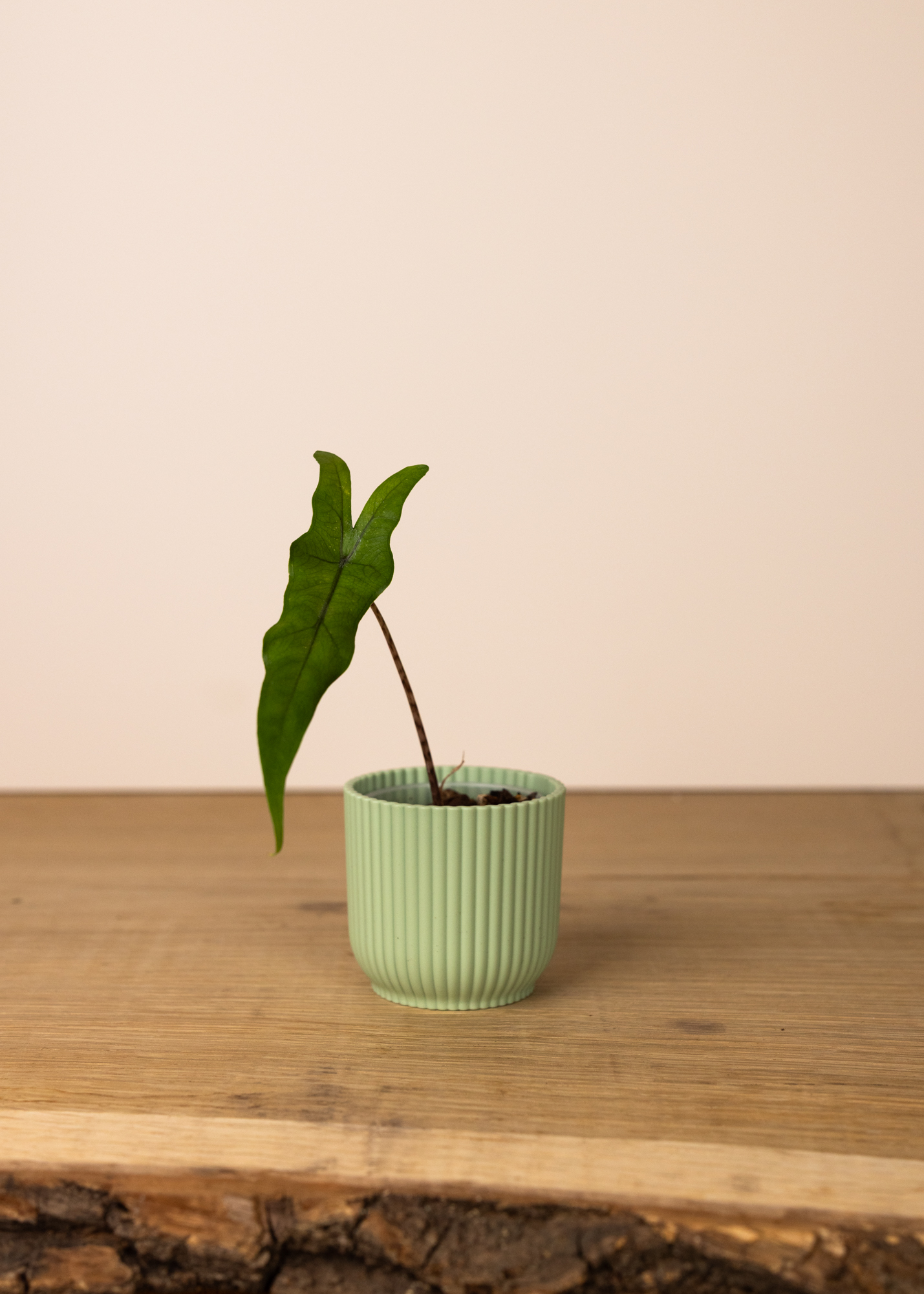 Alocasia sabrina narrow