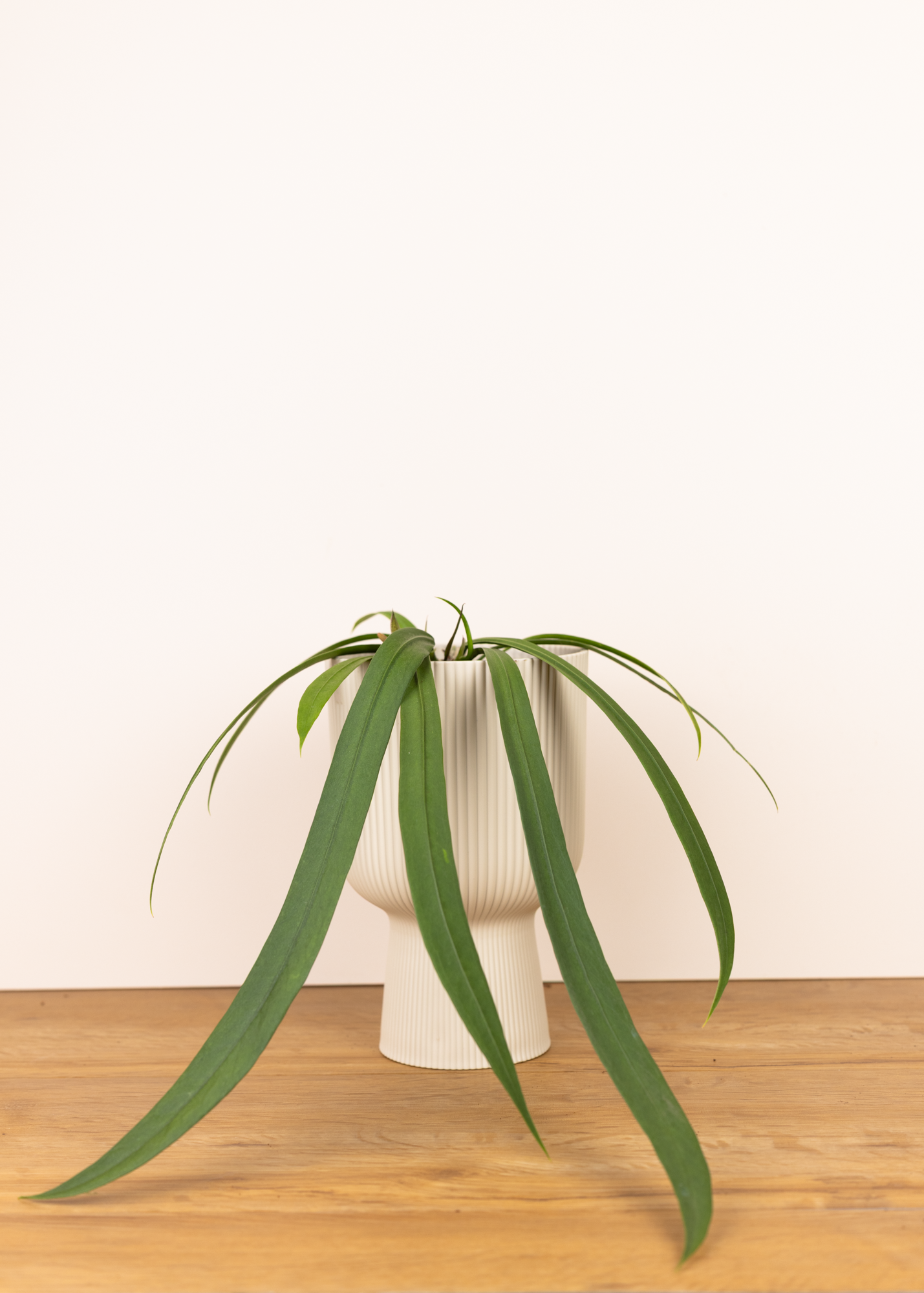 Anthurium vittarifolium M