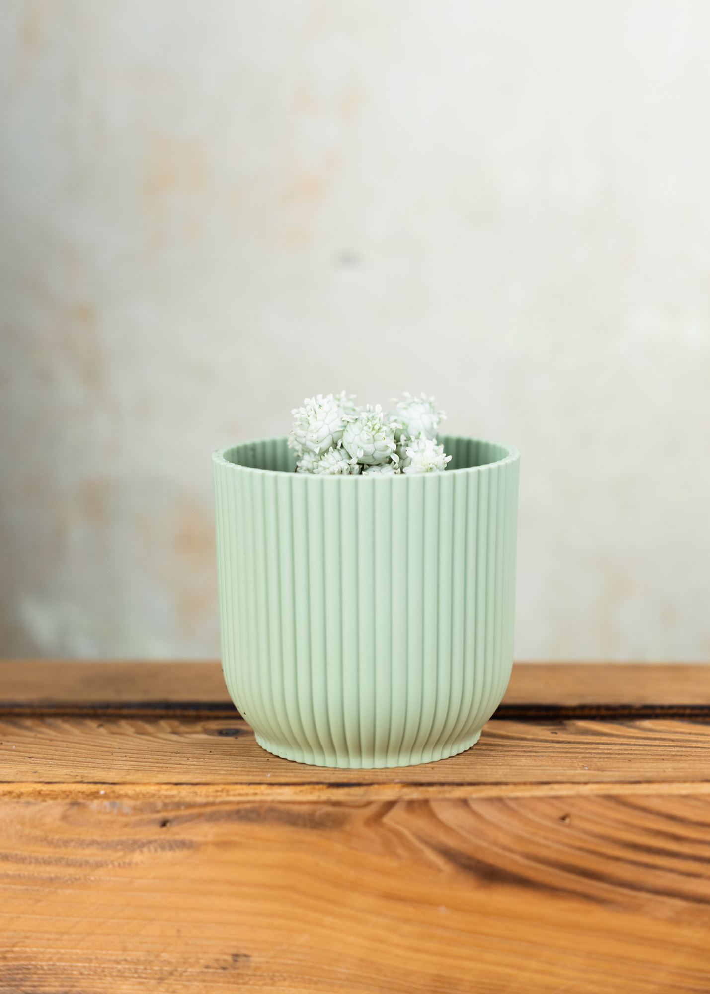 Euphorbia mammillaris f. variegata Euphorbia mammillaris f. variegata