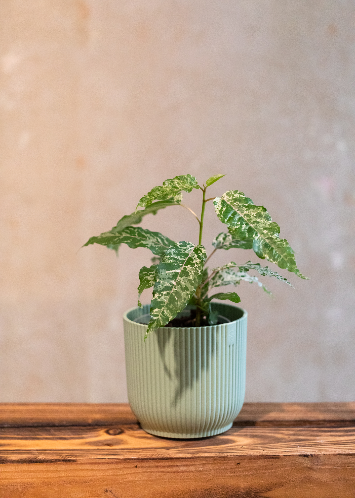 Ficus aspera variegata