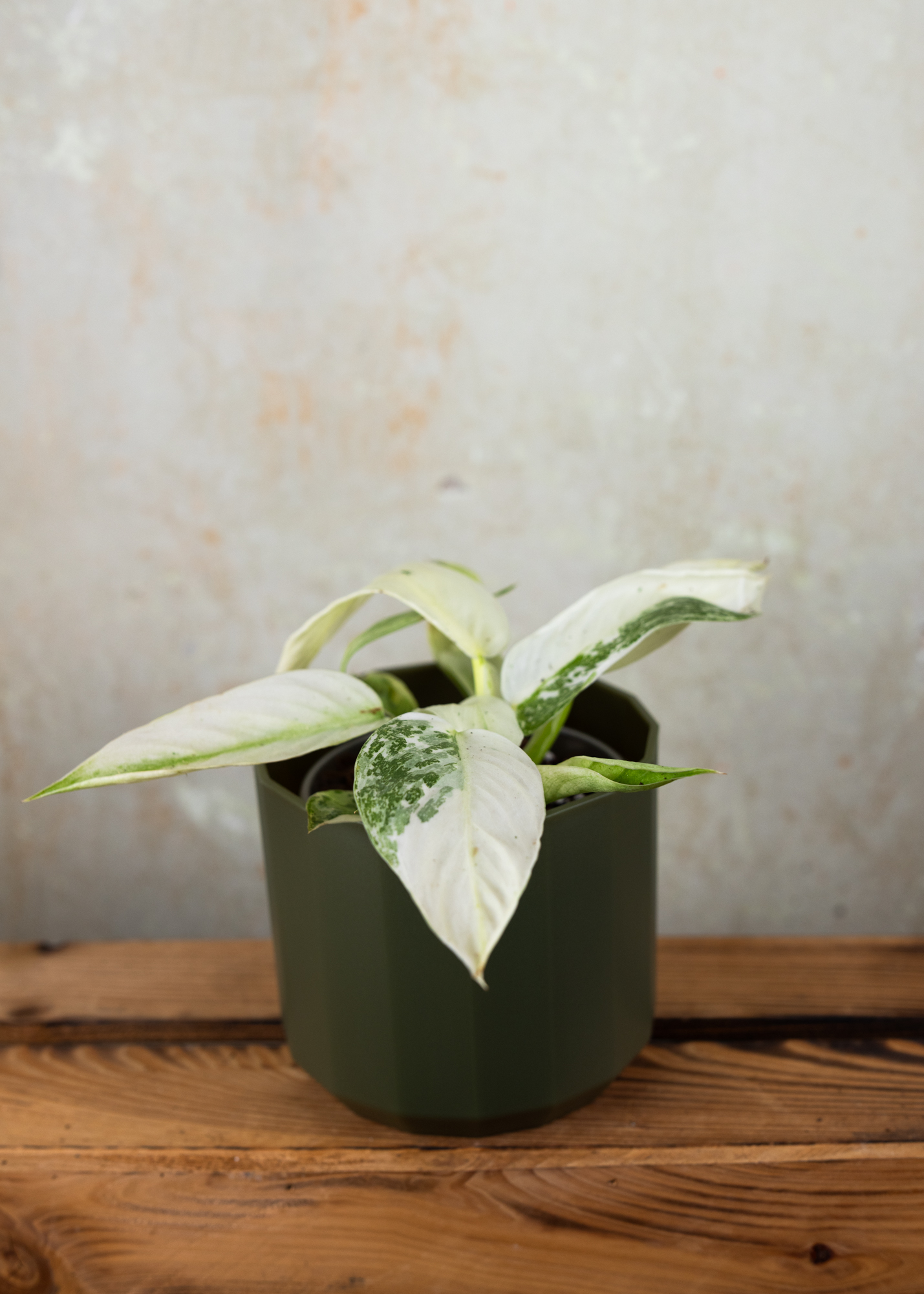 Philodendron Jose Buono M Philodendron Jose Buono M