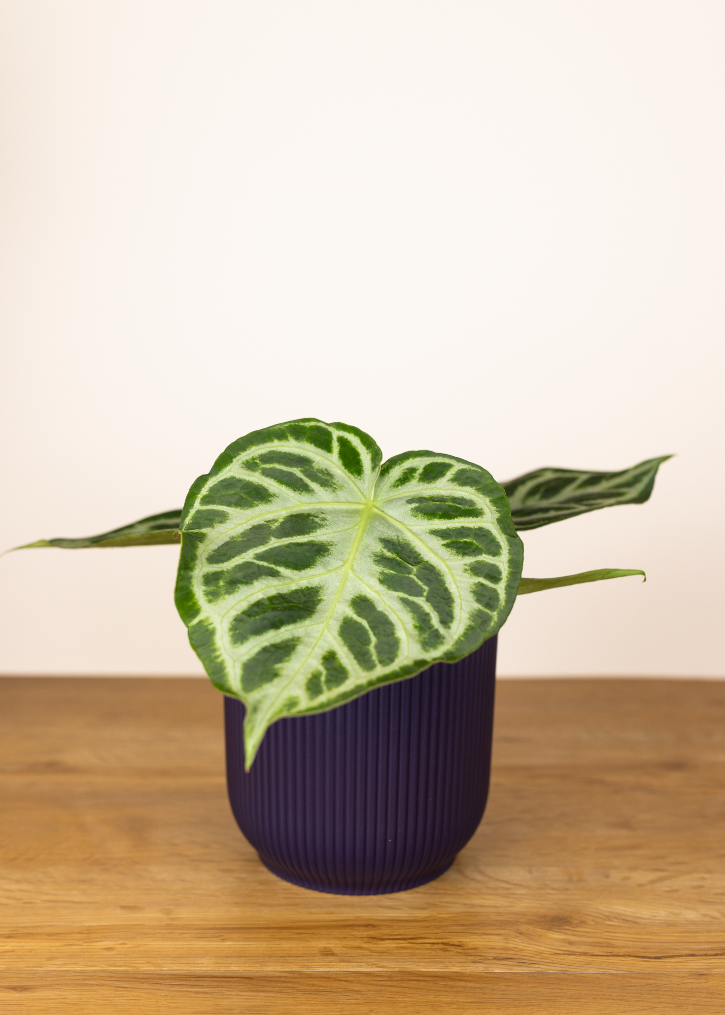 Anthurium crystallinum silver blush M