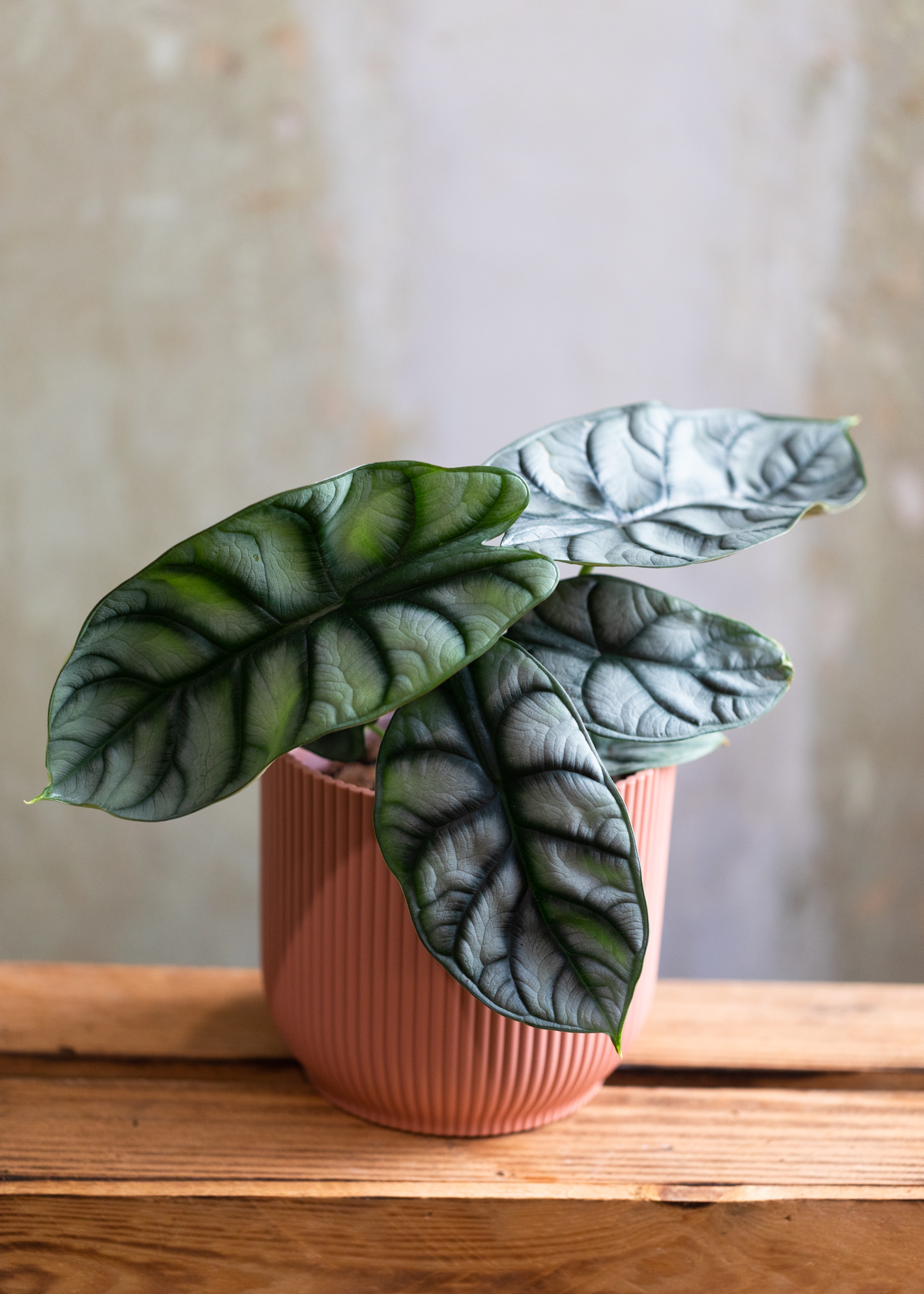 Alocasia Baginda Silver Dragon M