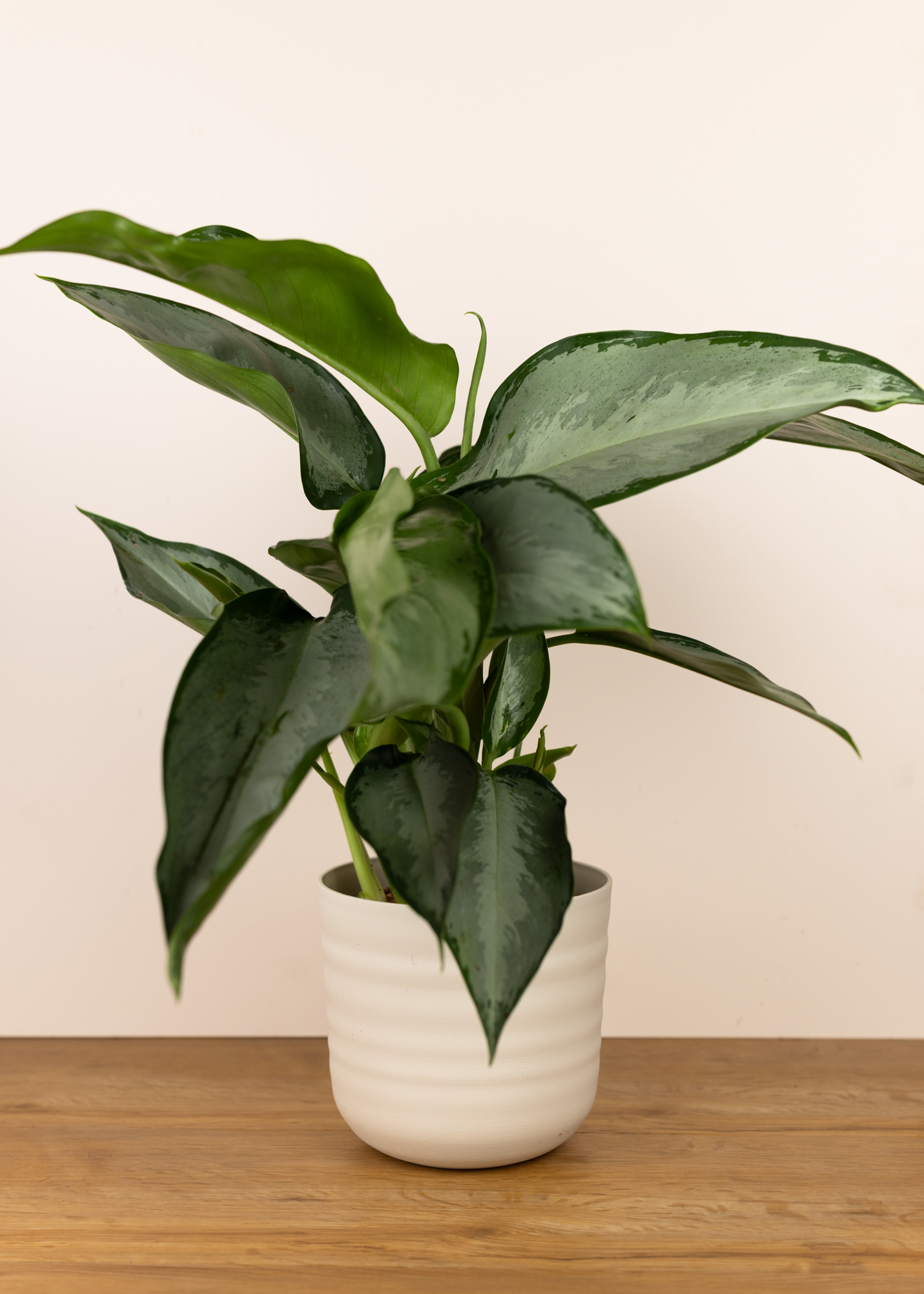 Aglaonema silverado