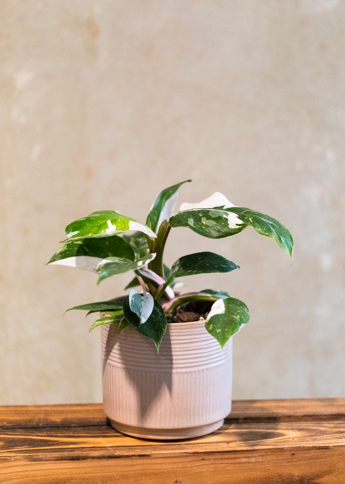 Philodendron White Princess