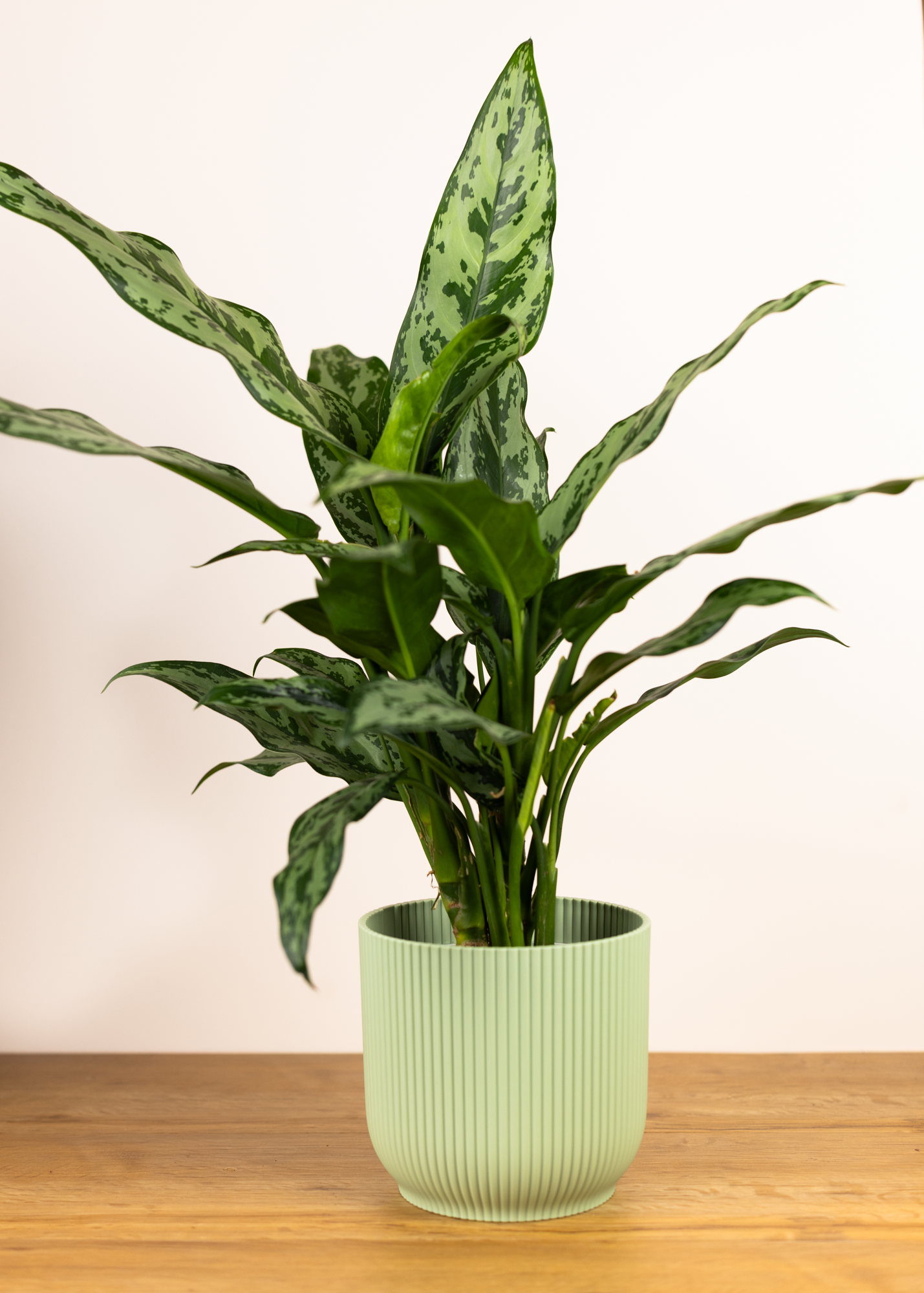 Aglaonema miss juliette