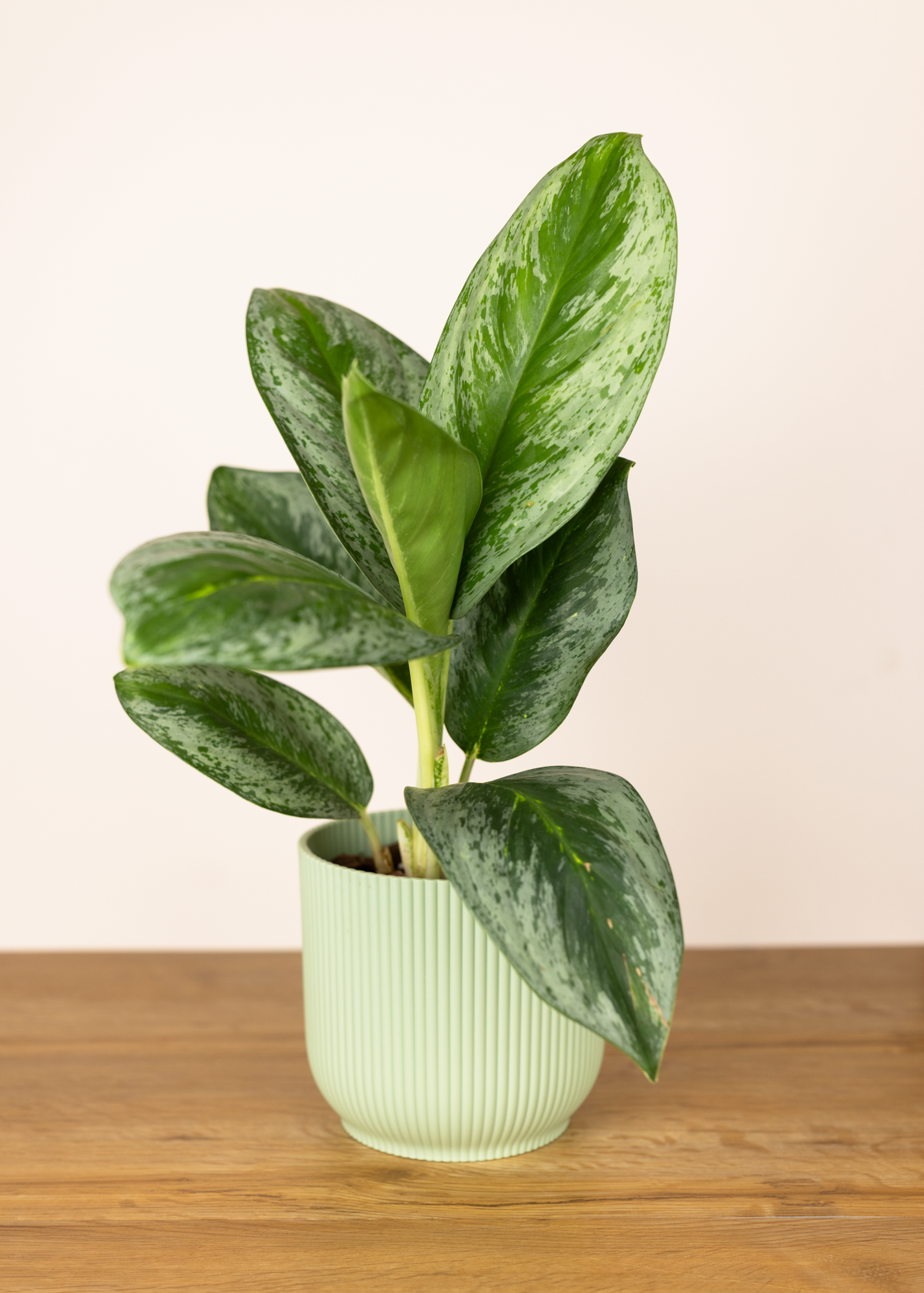 Aglaonema lemon honey