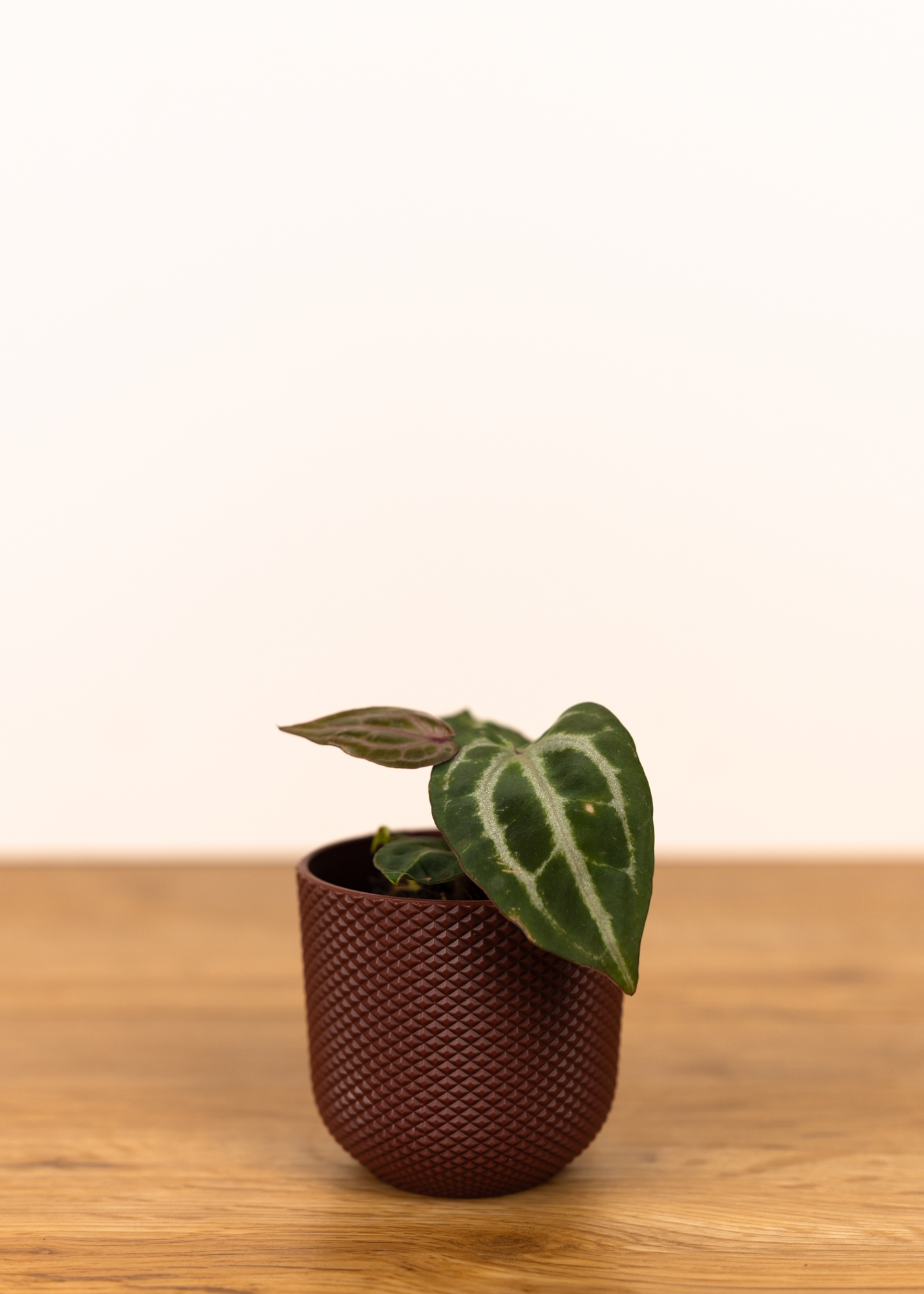 Anthurium michelle x (zara x michelle)