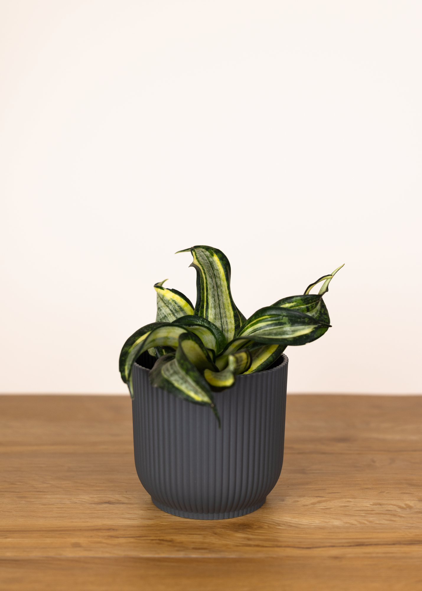 Sansevieria (Dracaena) hahnii spiral star