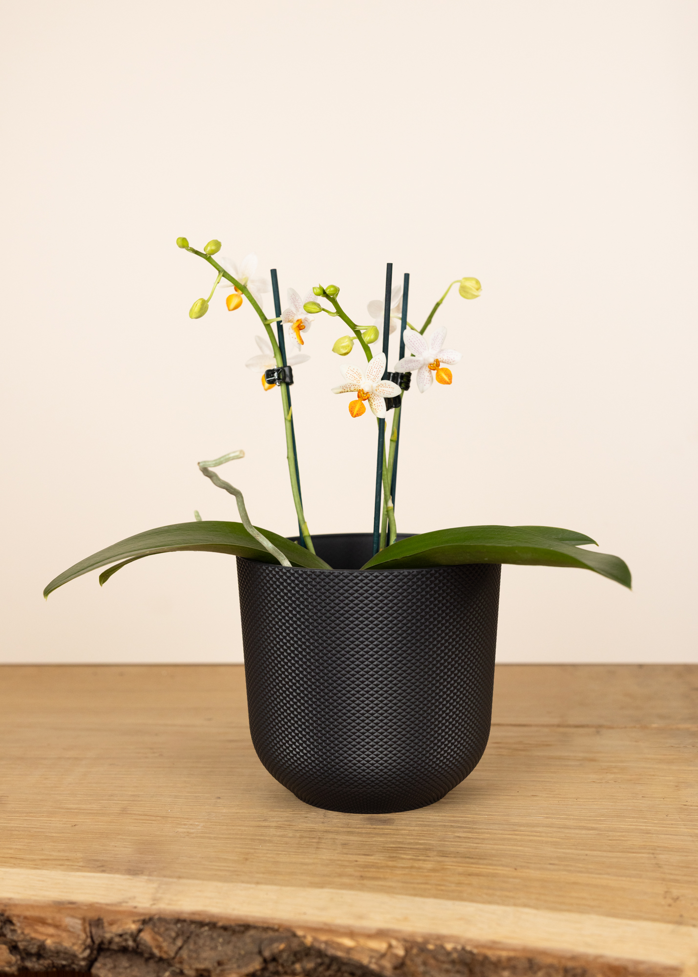 Phalaenopsis Mini Mark