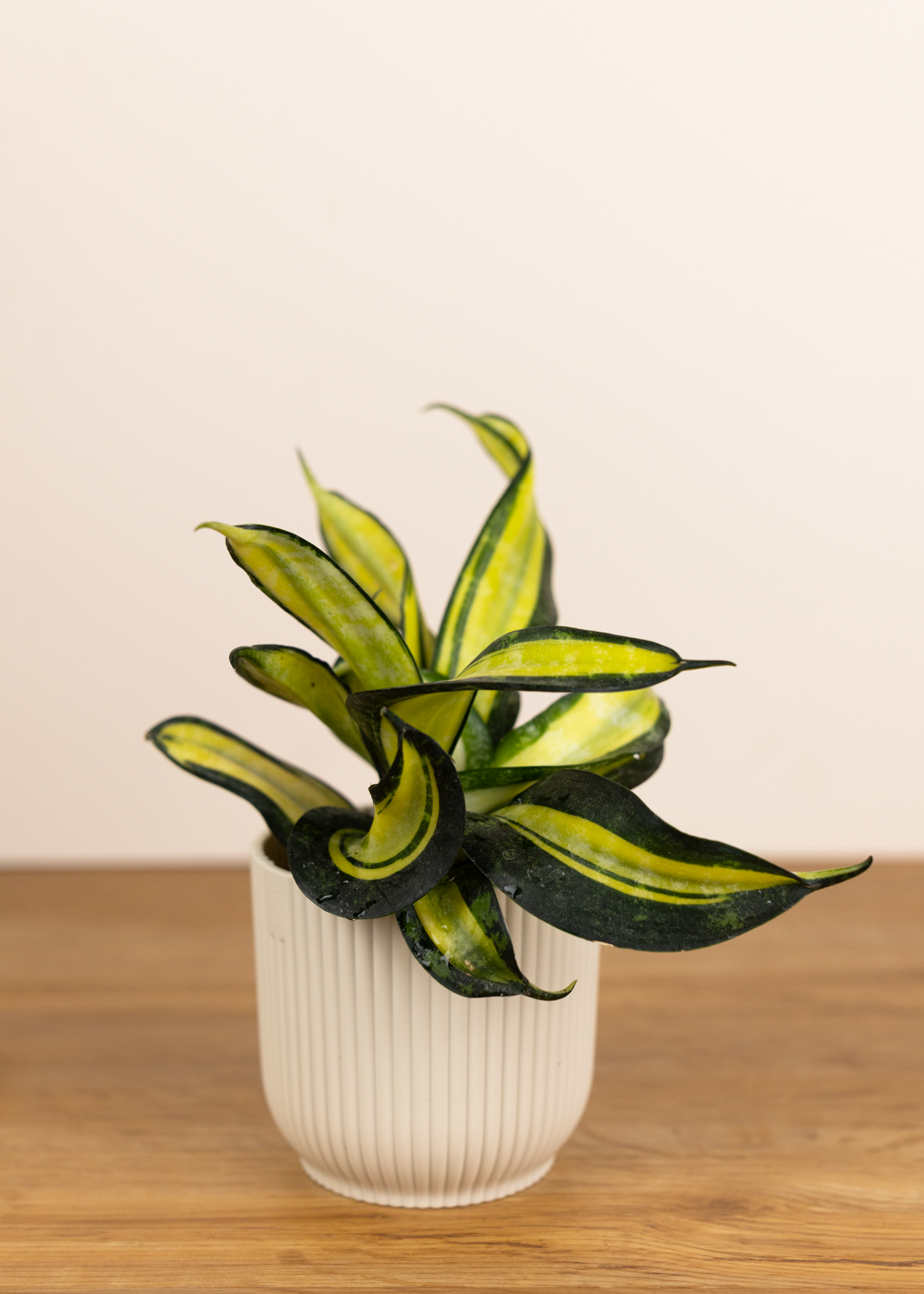Sansevieria (Dracaena) hahnii galaxy star
