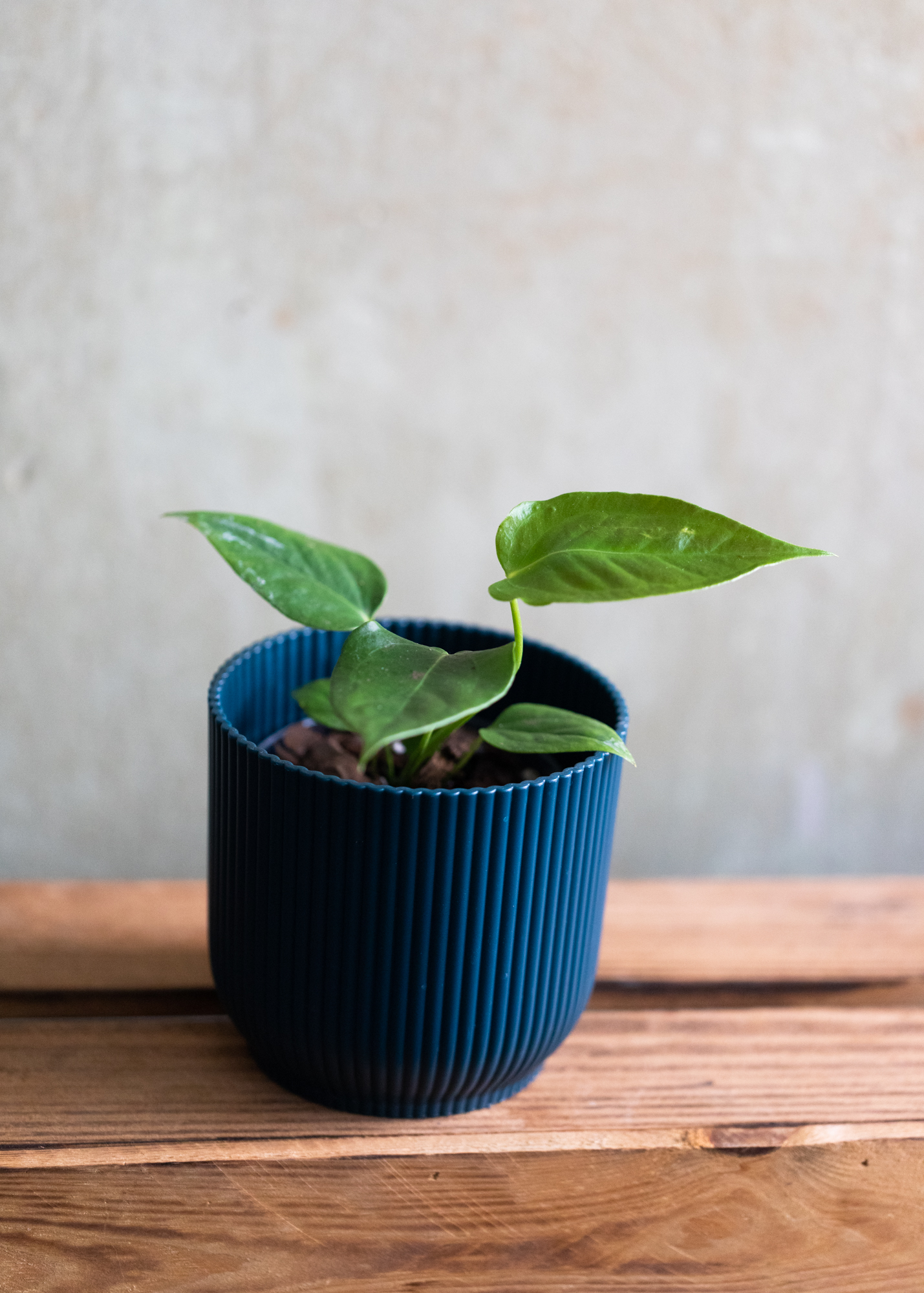 Anthurium Veitchii S