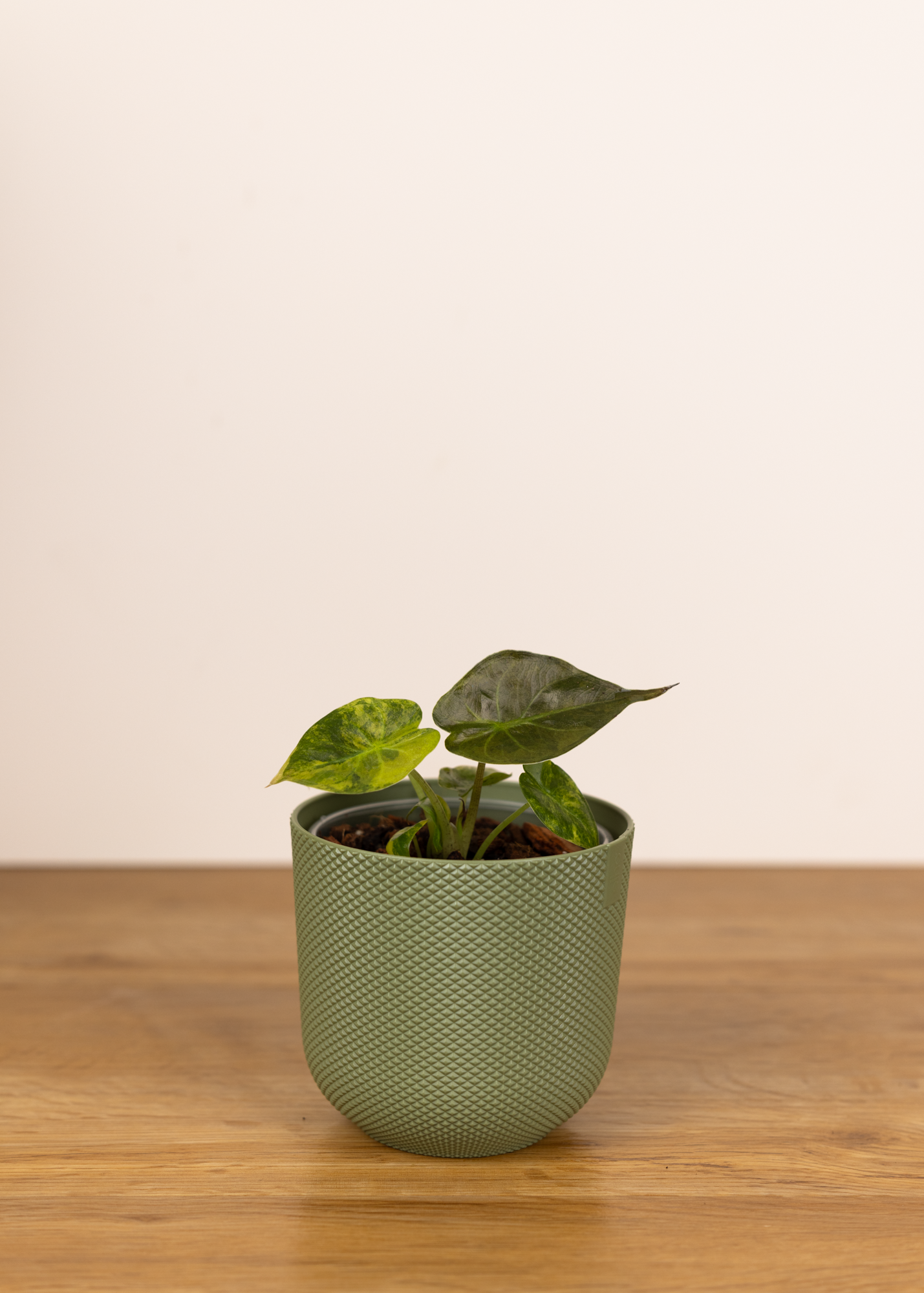 Alocasia wentii aurea variegata