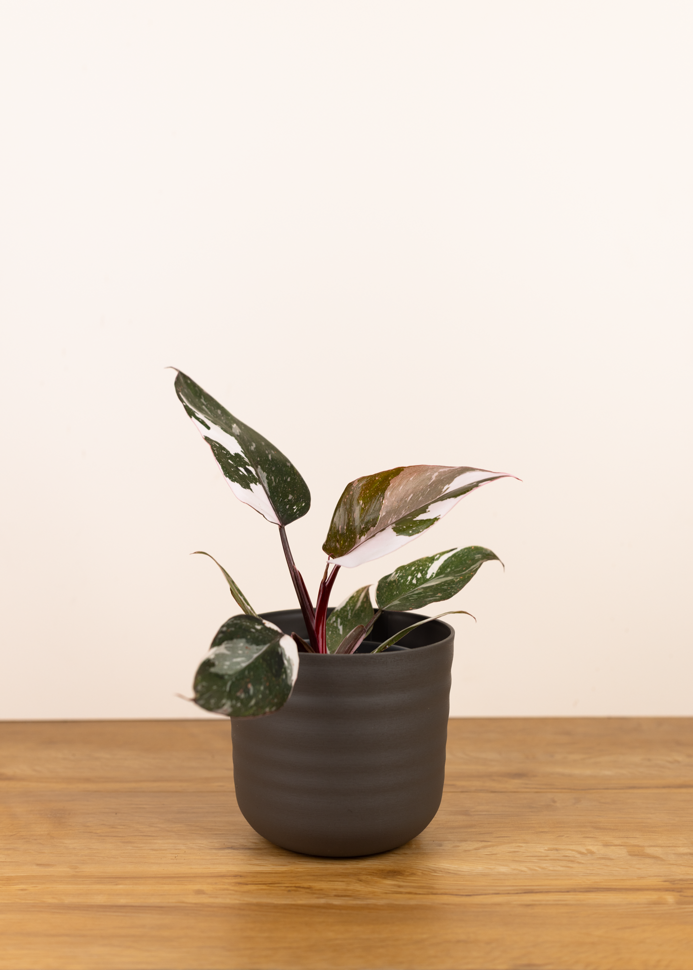 Philodendron red anderson
