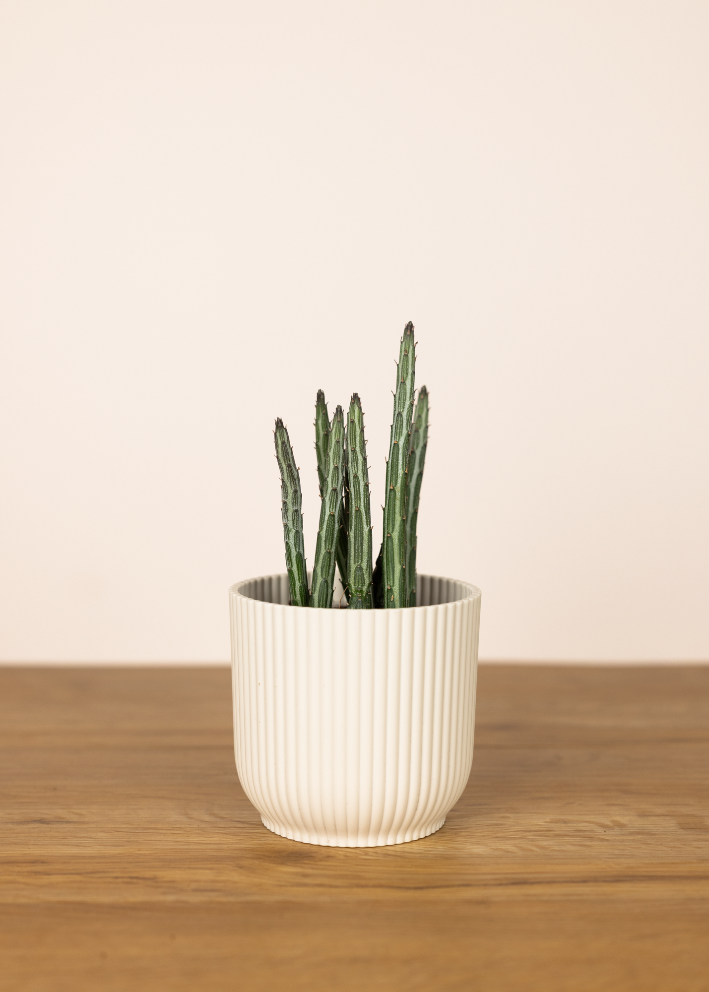 Senecio stapeliiformis