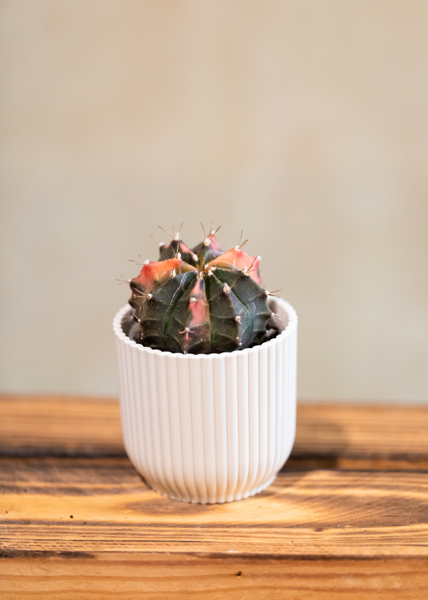Gymnocalycium Mihanovichii Variegata 7
