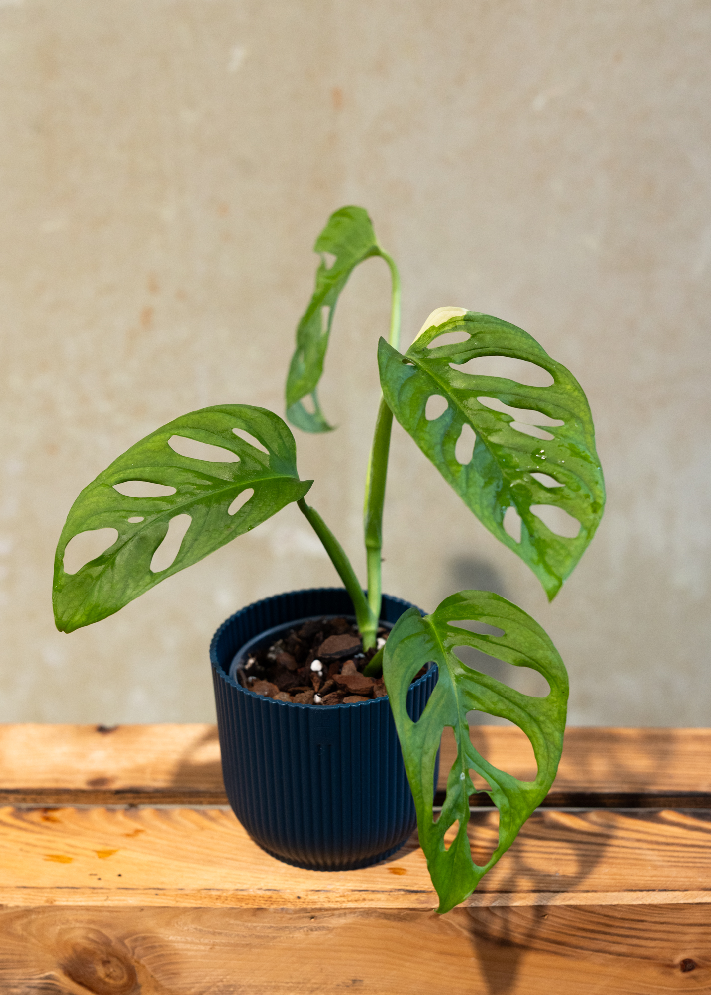 Monstera adansonii variegata 4