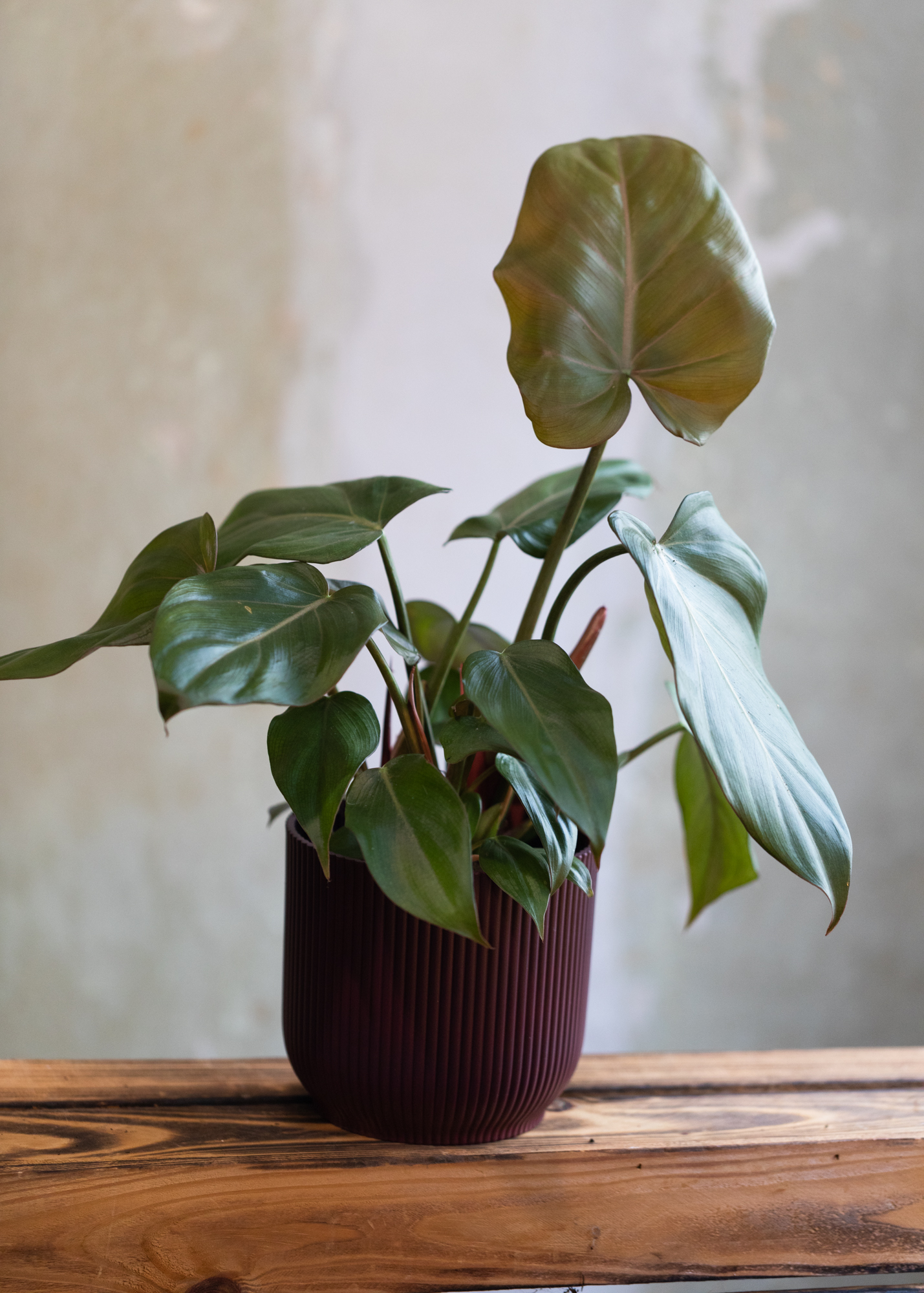 Philodendron Summer Glory