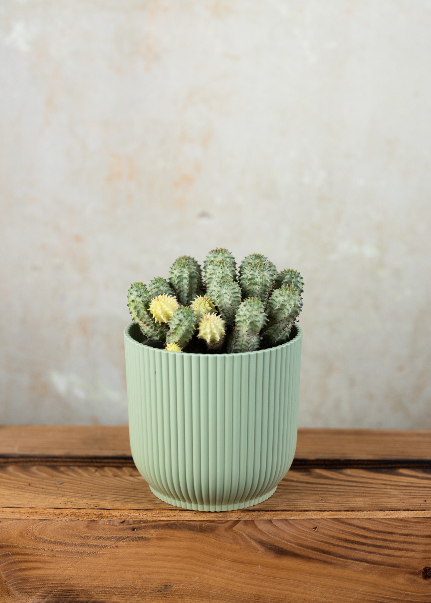 Euphorbia submammilaris variegata Euphorbia submammilaris variegata