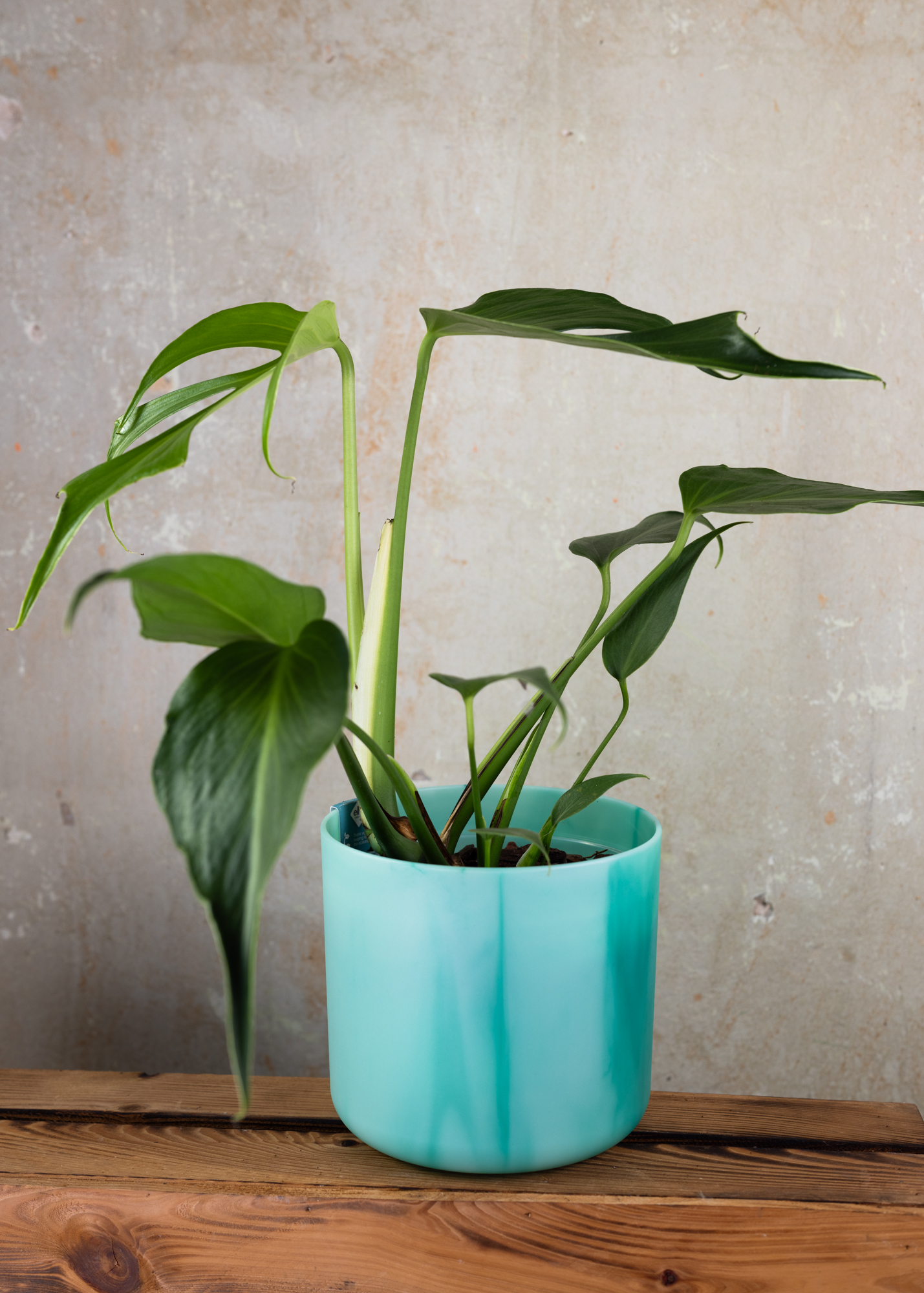 Monstera Burle Marx Flame Monstera Burle Marx Flame