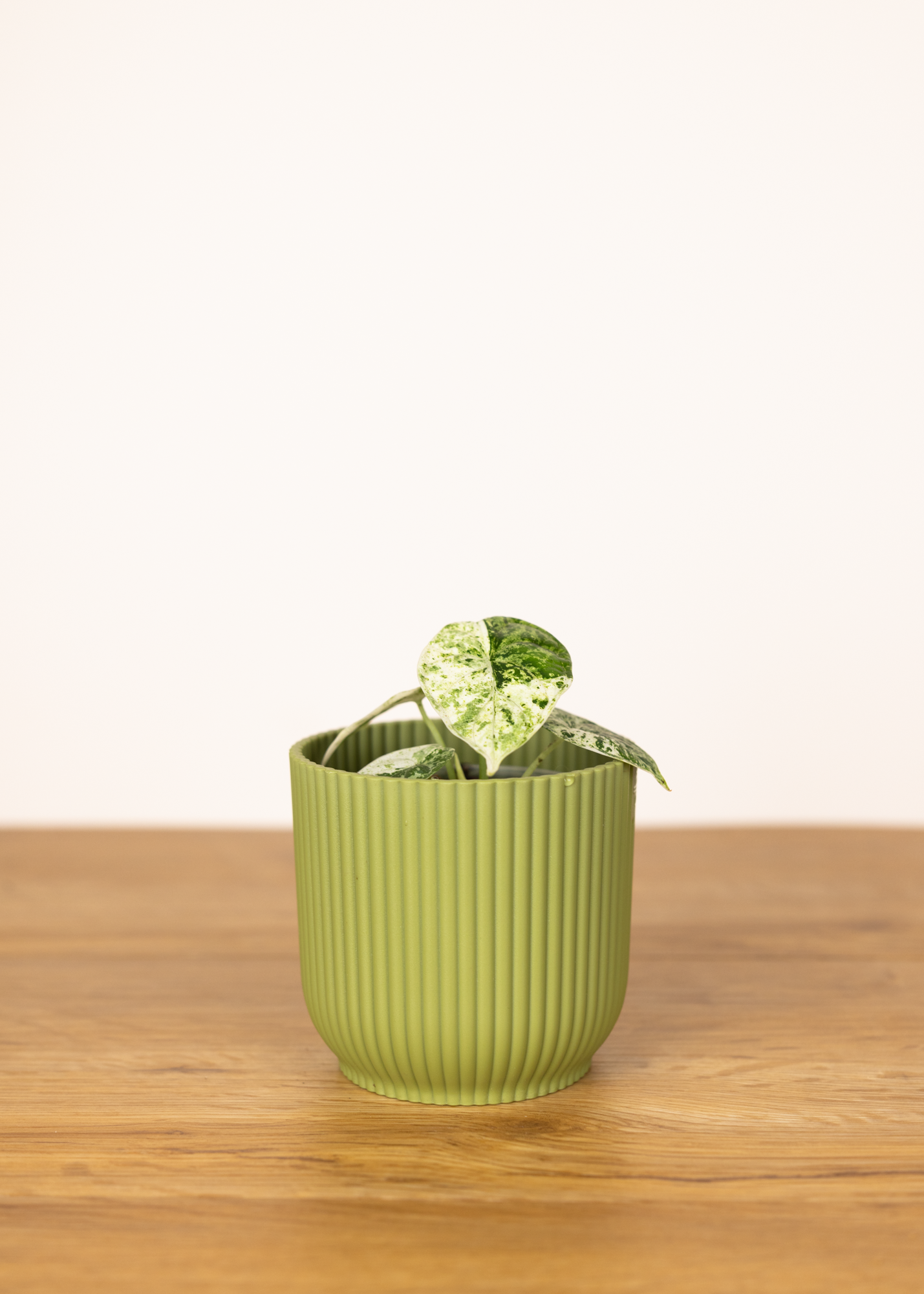 Alocasia dragon scale mint variegata 