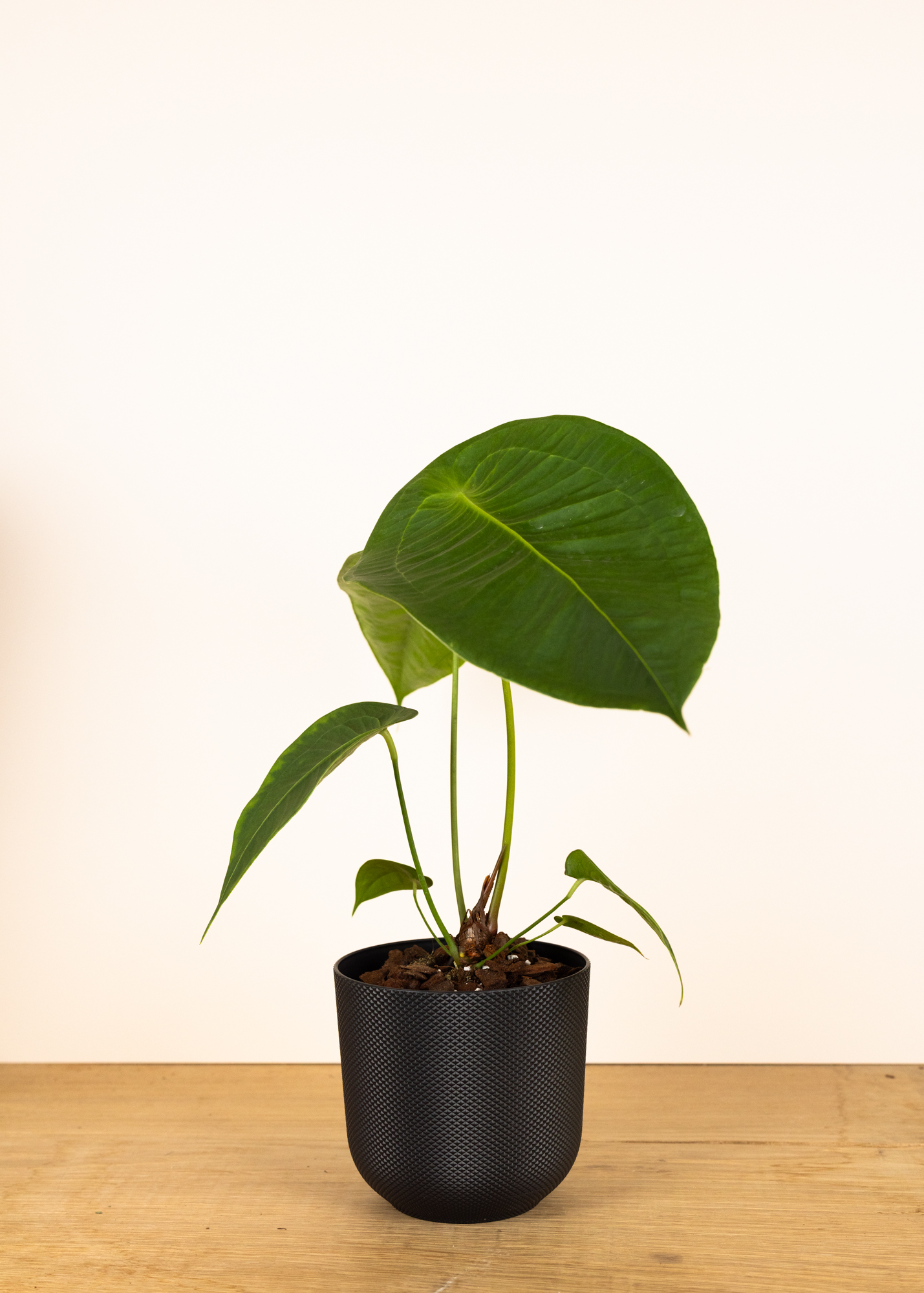 Anthurium peltigerum M