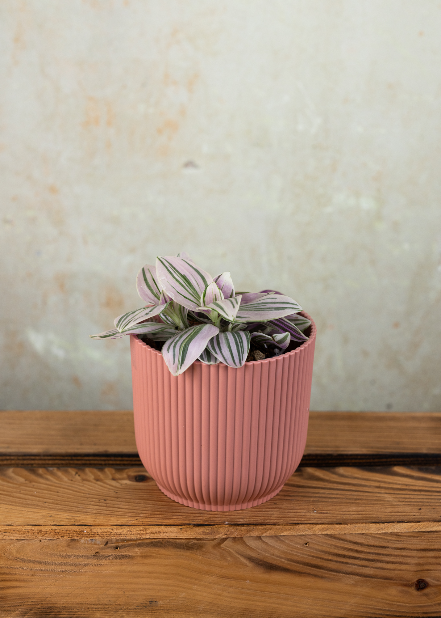 Tradescantia continental group Unicorn Tradescantia continental group Unicorn