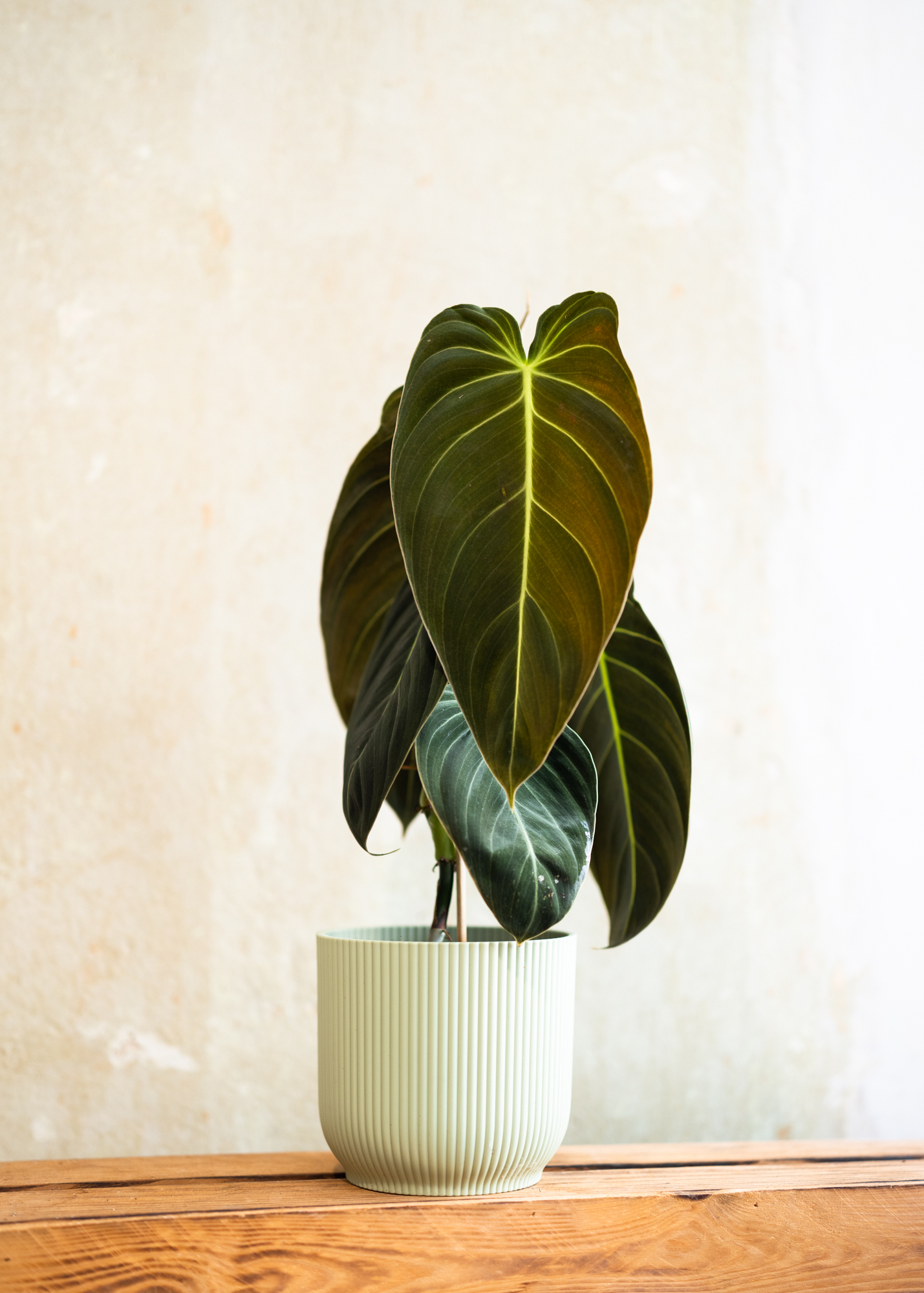 Philodendron Melanochrysum 