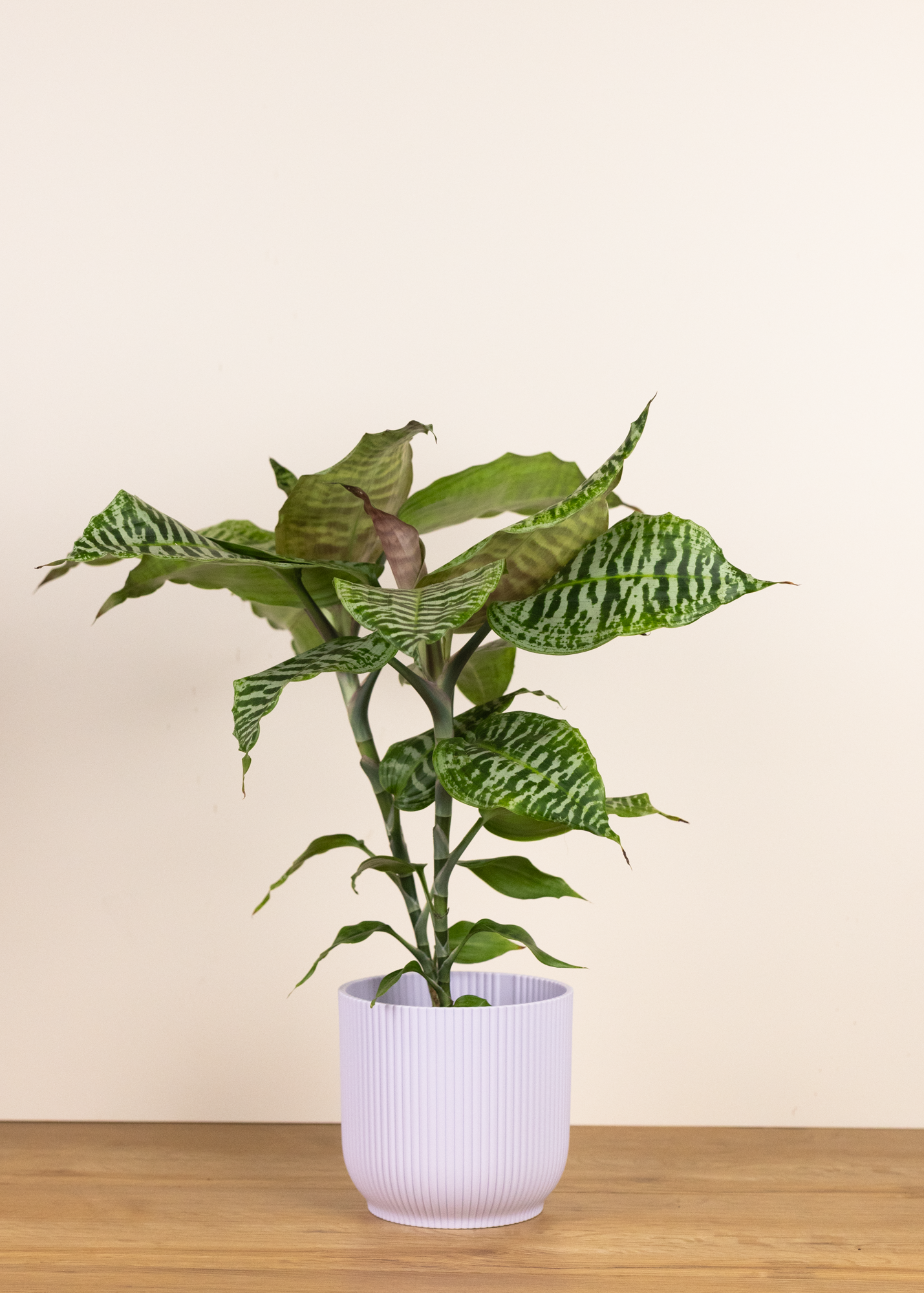 Dracaena goldieana