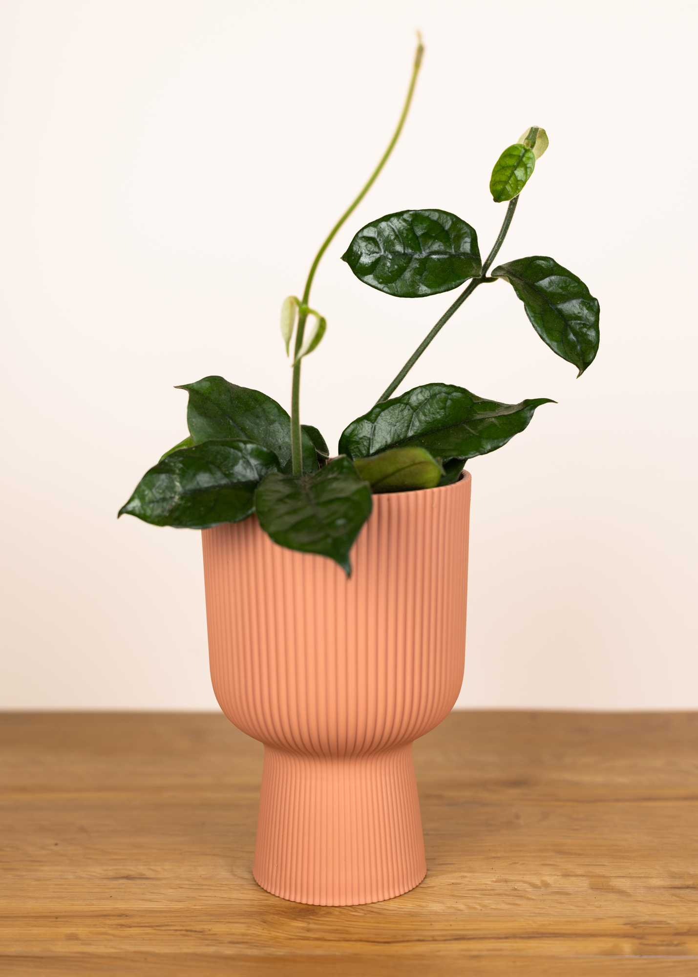 Hoya Villosa (Globulosa)