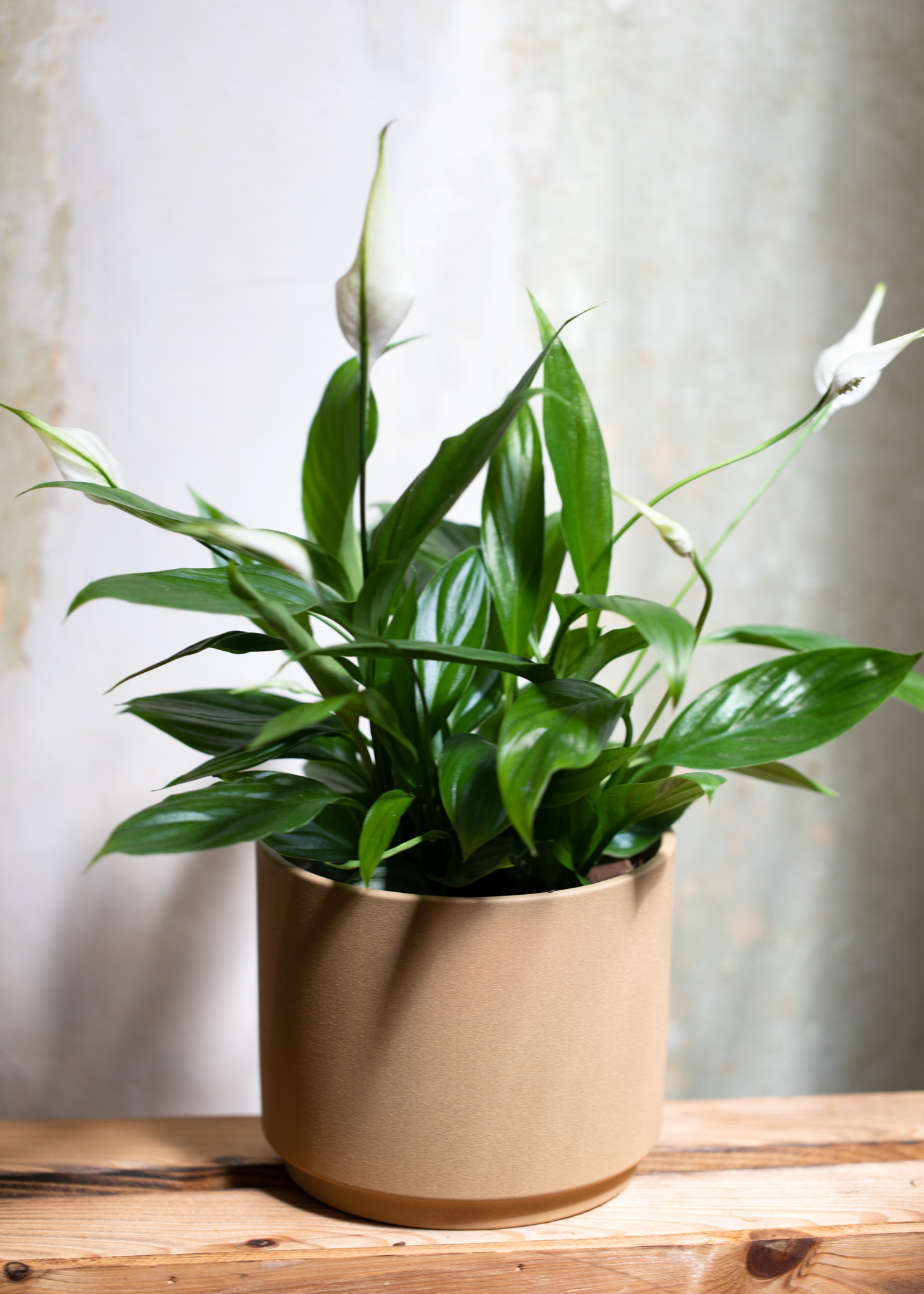 Spathiphyllum