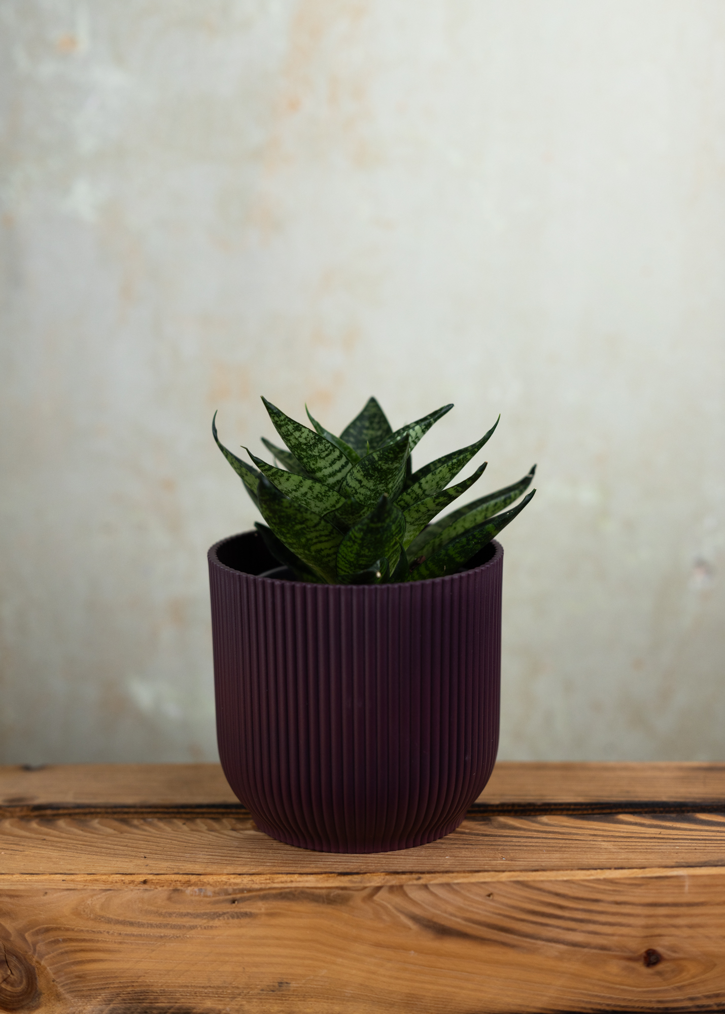 Sansevieria (dracaena) cylindrica star ming green marble